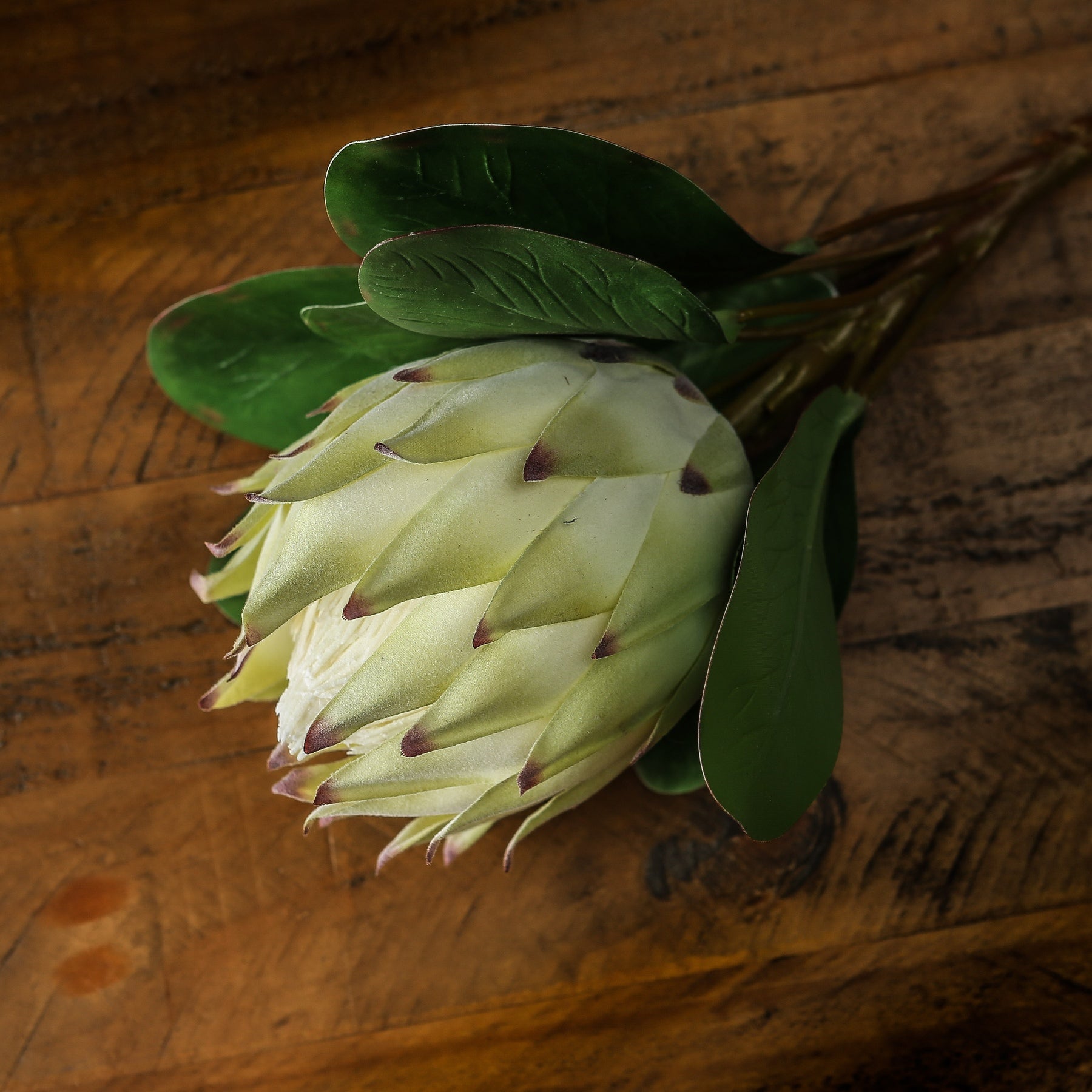 Large white protea with green leaves, showcasing elegant, lifelike details, resting on a rustic wooden surface.