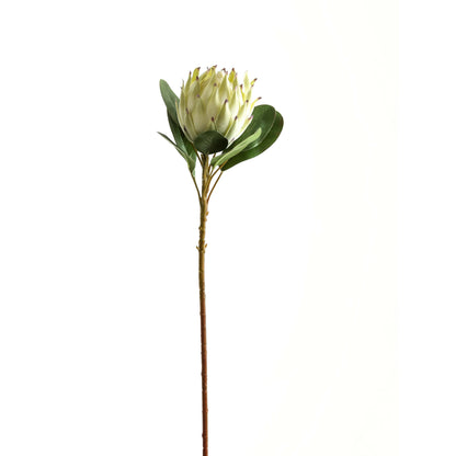 Large White Protea - Single Stem Flowers from the Quanta Home collection.
