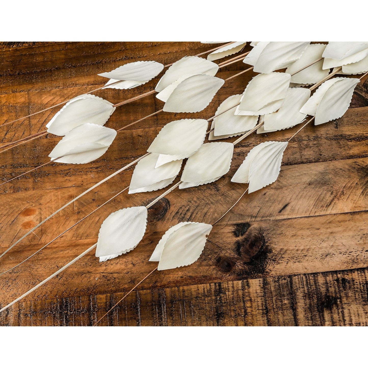 Bouquet Of Dried Thlaspi Arvense - Dried Flowers from the Quanta Home collection.