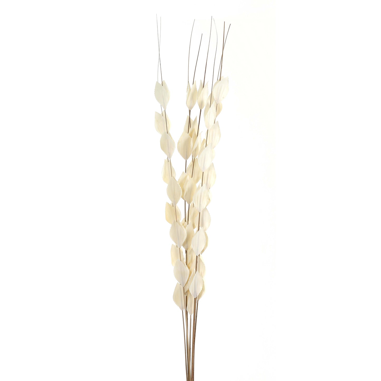 Bouquet Of Dried Thlaspi Arvense - Dried Flowers from the Quanta Home collection.