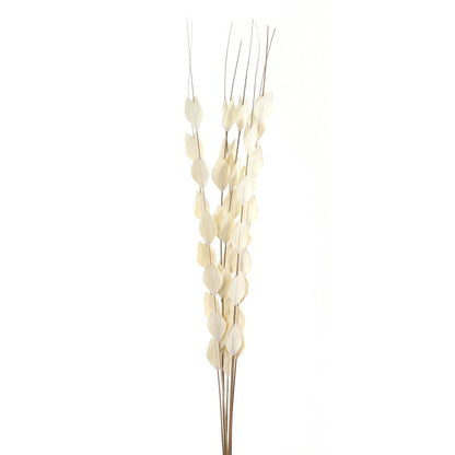 Bouquet Of Dried Thlaspi Arvense - Dried Flowers from the Quanta Home collection.