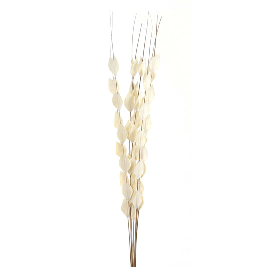 Bouquet Of Dried Thlaspi Arvense - Dried Flowers from the Quanta Home collection.