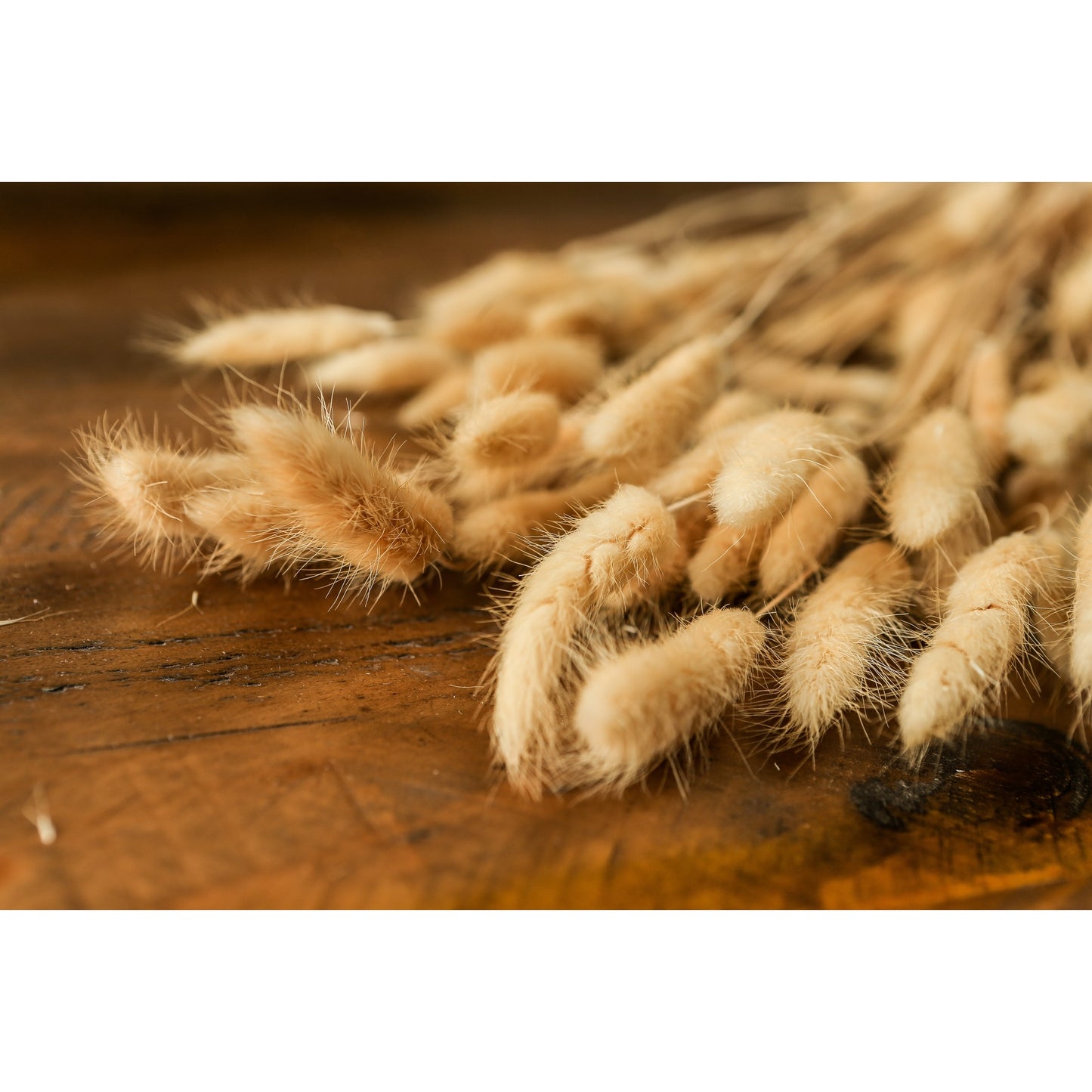 Bouquet Of Tall Bunny Tails - Coastal Inspired from the Quanta Home collection.