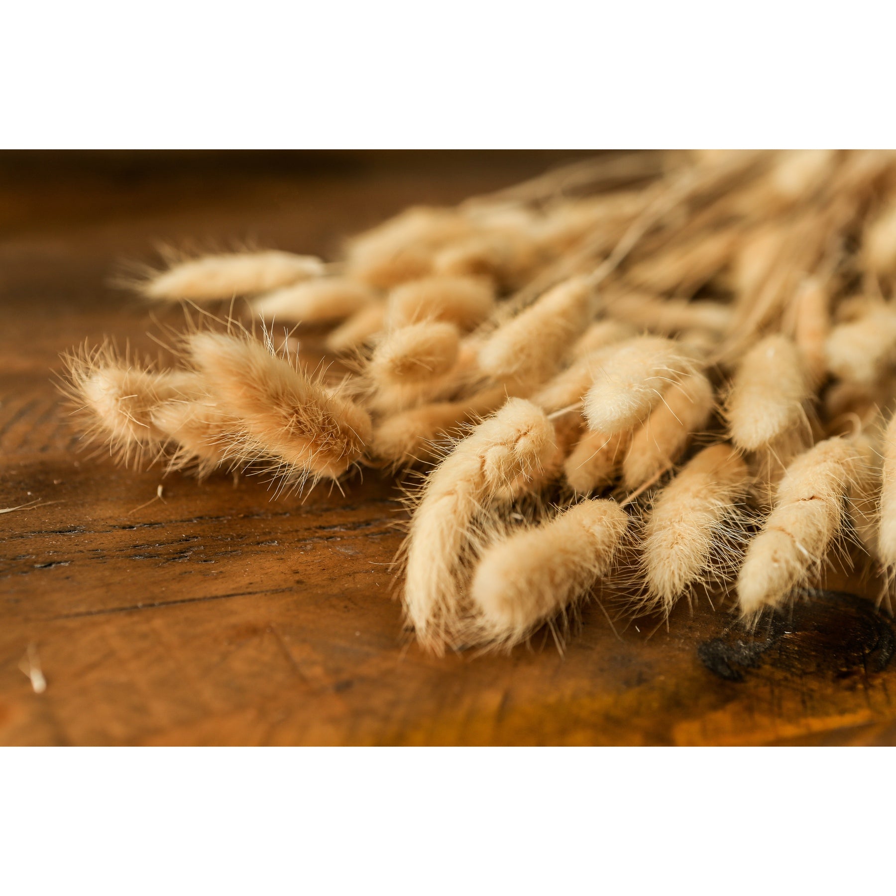 Bouquet Of Tall Bunny Tails - Coastal Inspired from the Quanta Home collection.