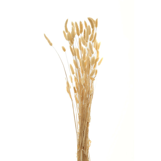 Bouquet Of Tall Bunny Tails - Coastal Inspired from the Quanta Home collection.