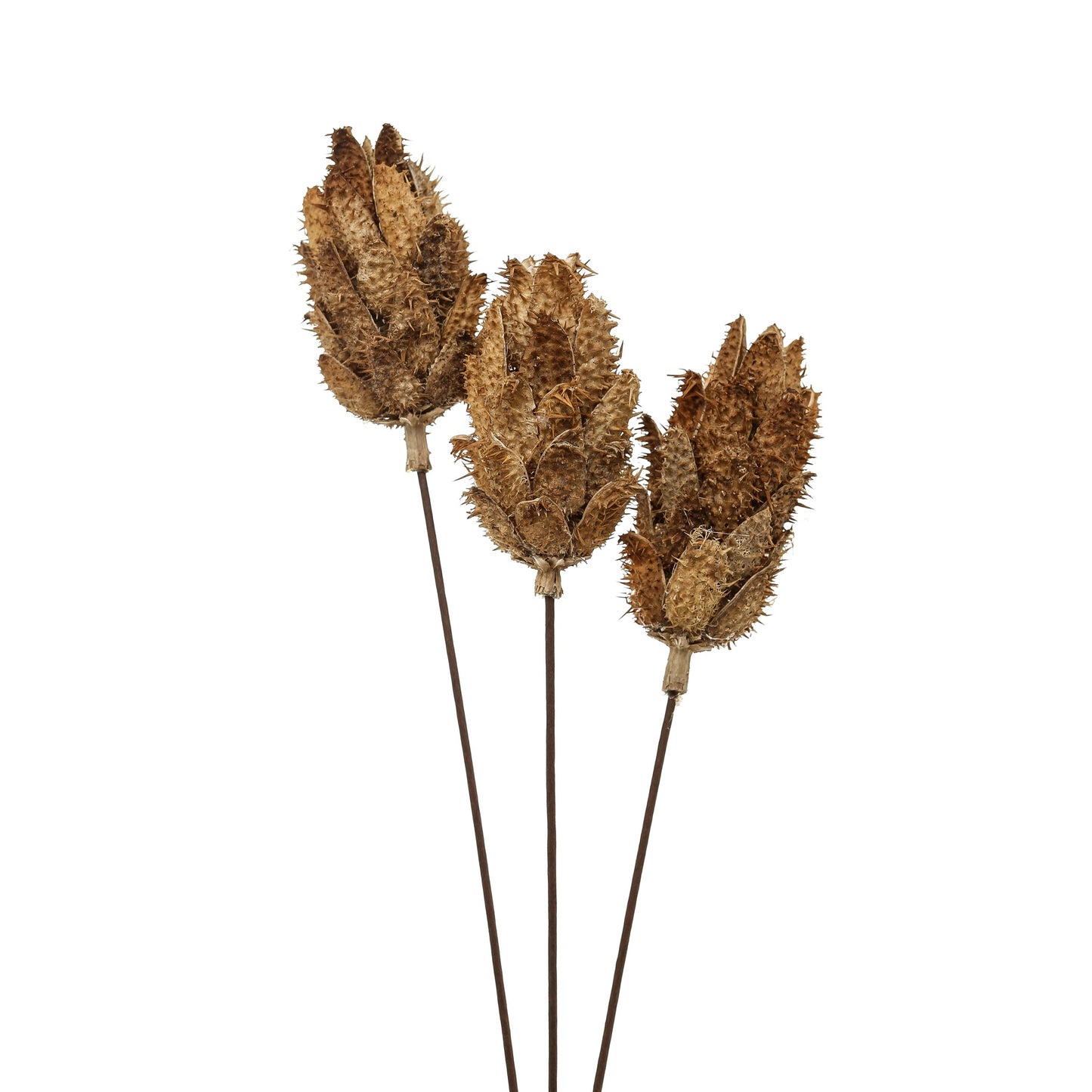 Bouquet Of Dried Protea - Dried Flowers from the Quanta Home collection.