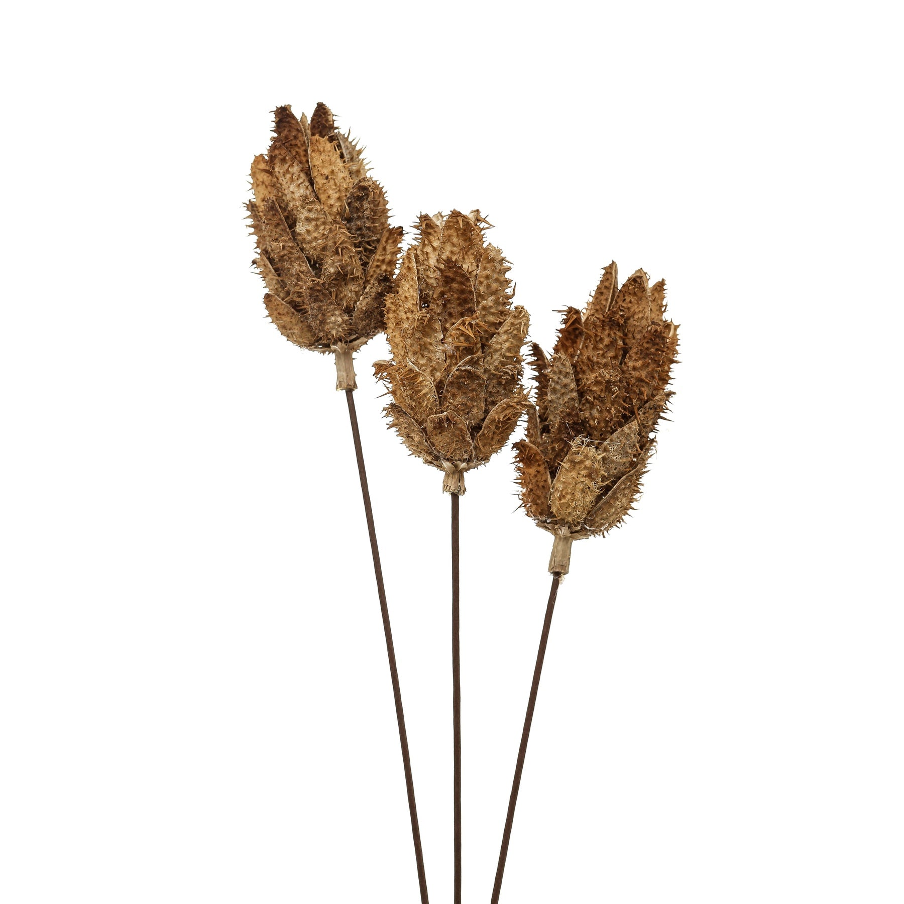 Bouquet Of Dried Protea - Dried Flowers from the Quanta Home collection.