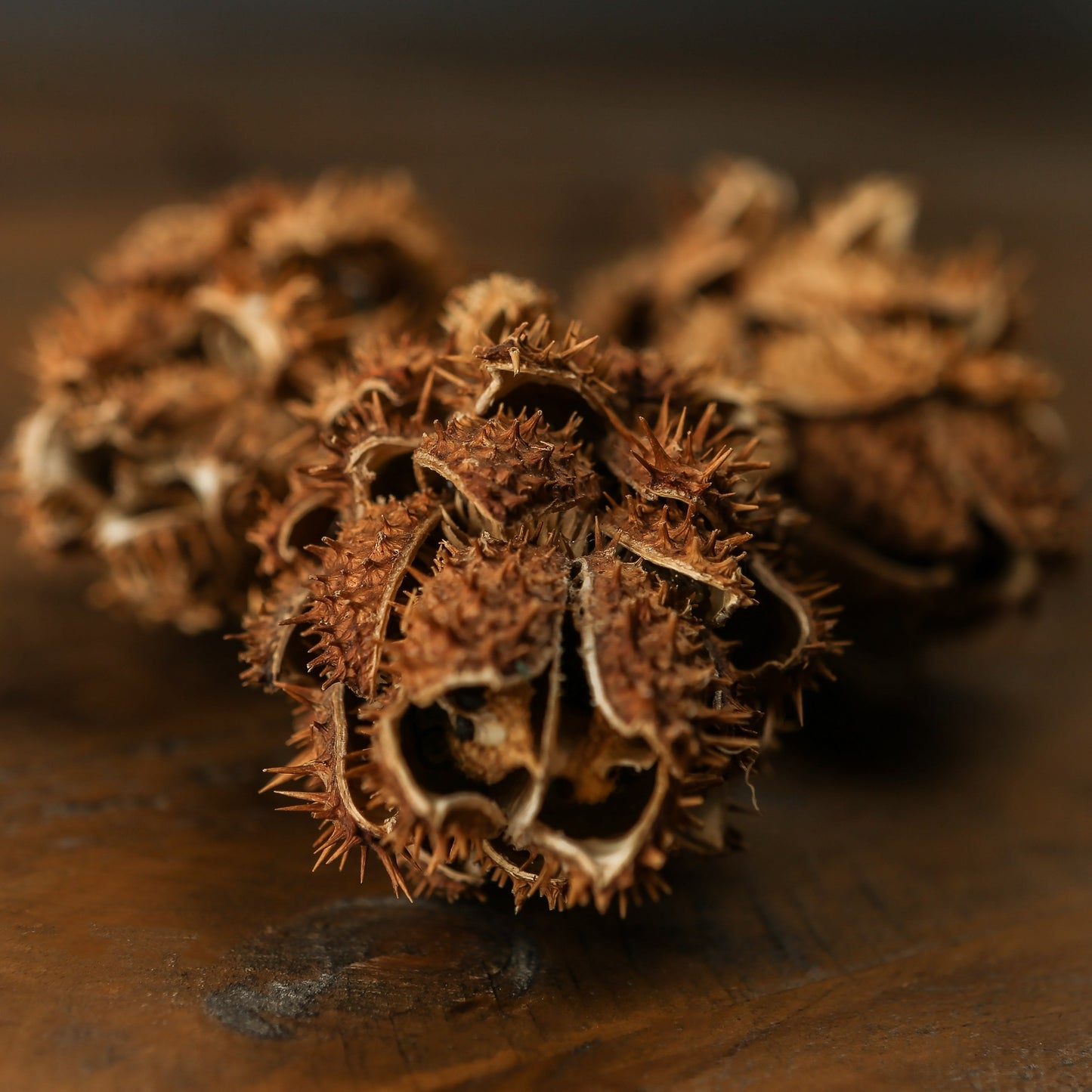 Bouquet Of Dried Protea - Dried Flowers from the Quanta Home collection.