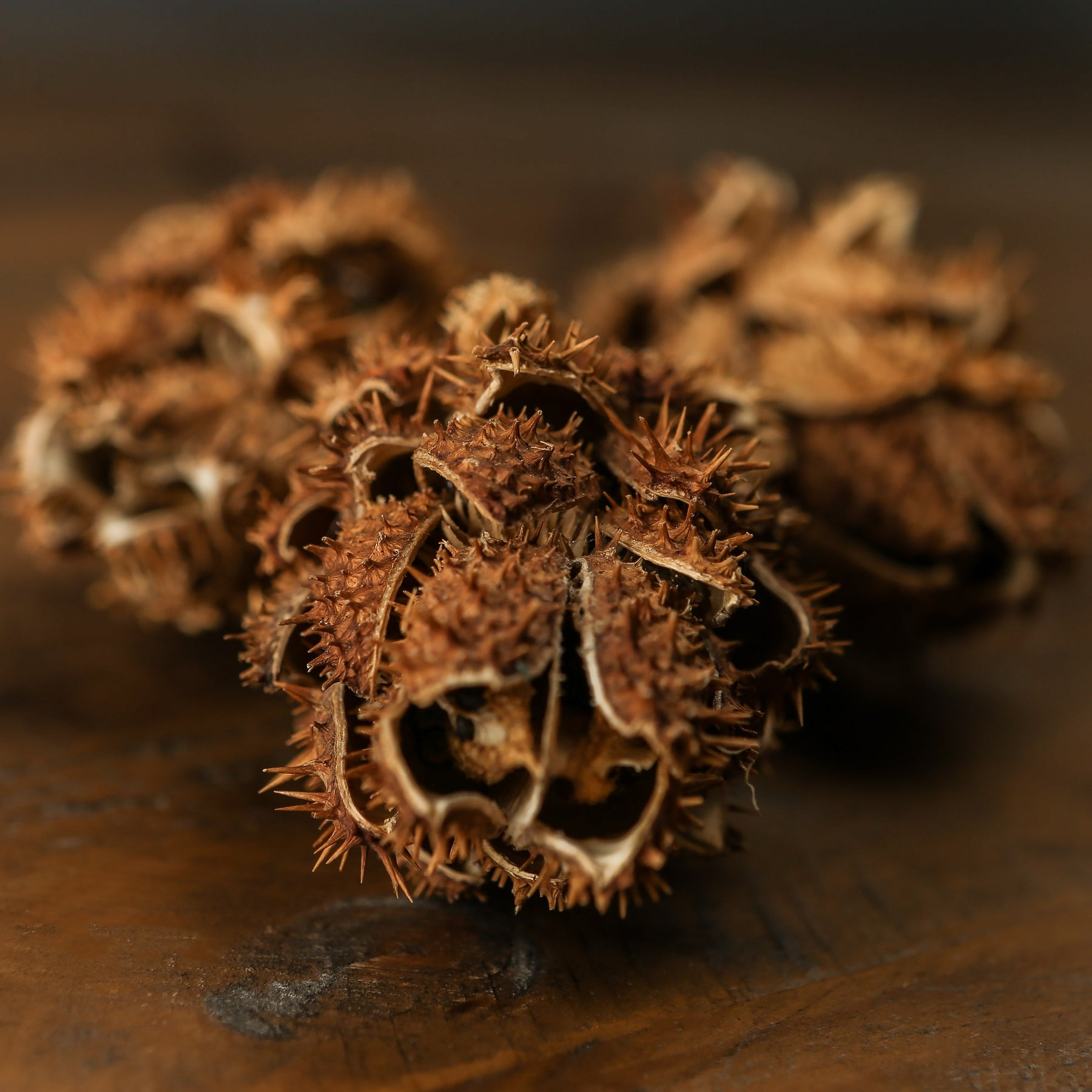 Bouquet Of Dried Protea - Dried Flowers from the Quanta Home collection.