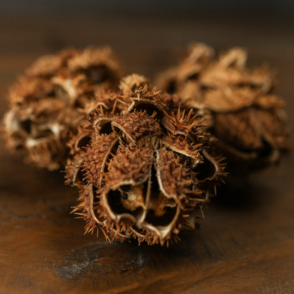 Bouquet Of Dried Protea - Dried Flowers from the Quanta Home collection.