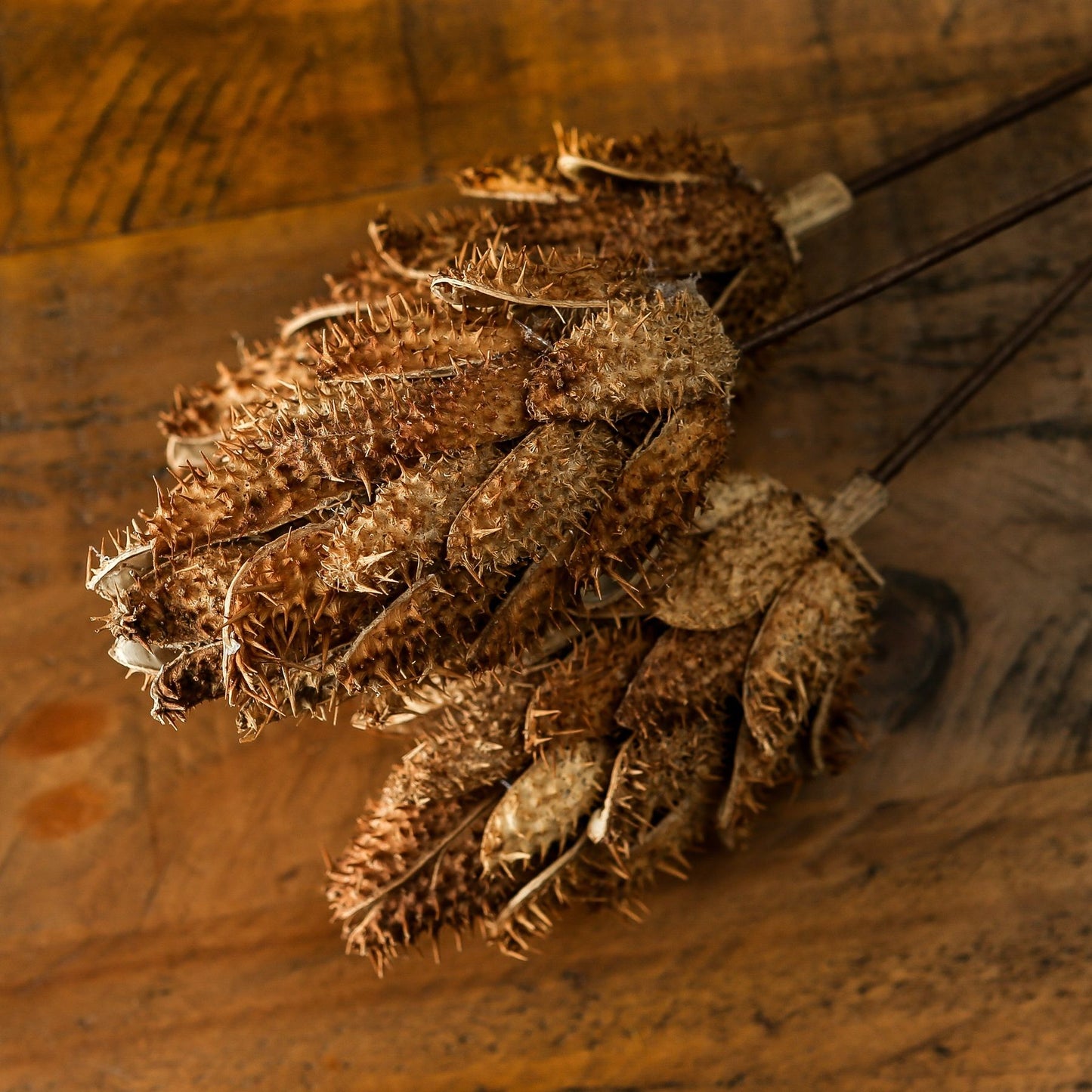 Bouquet Of Dried Protea - Dried Flowers from the Quanta Home collection.