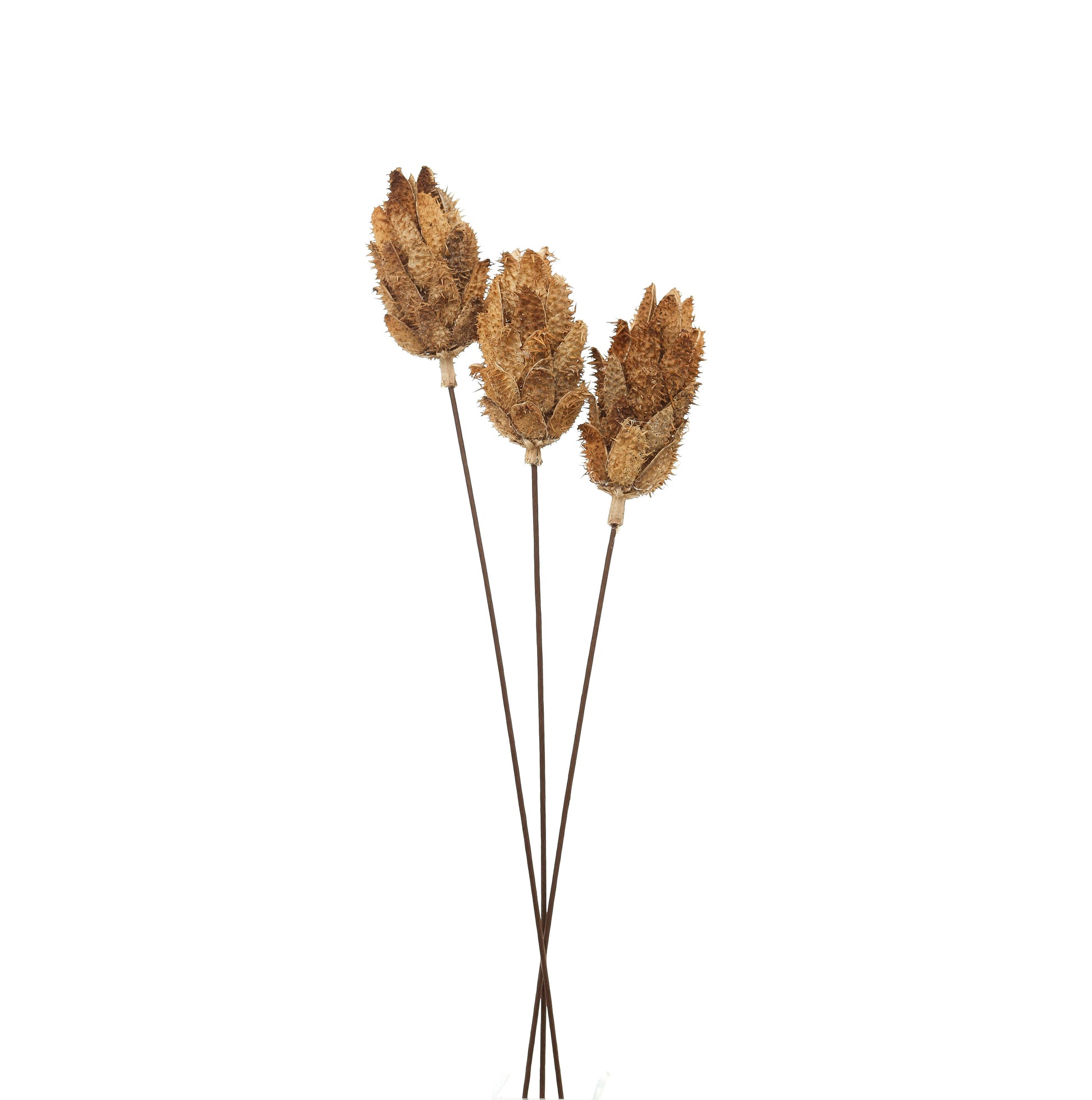 Bouquet Of Dried Protea - Dried Flowers from the Quanta Home collection.