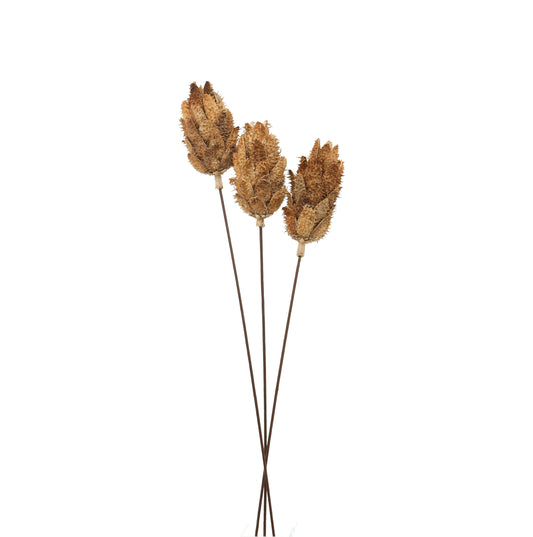 Bouquet Of Dried Protea - Dried Flowers from the Quanta Home collection.