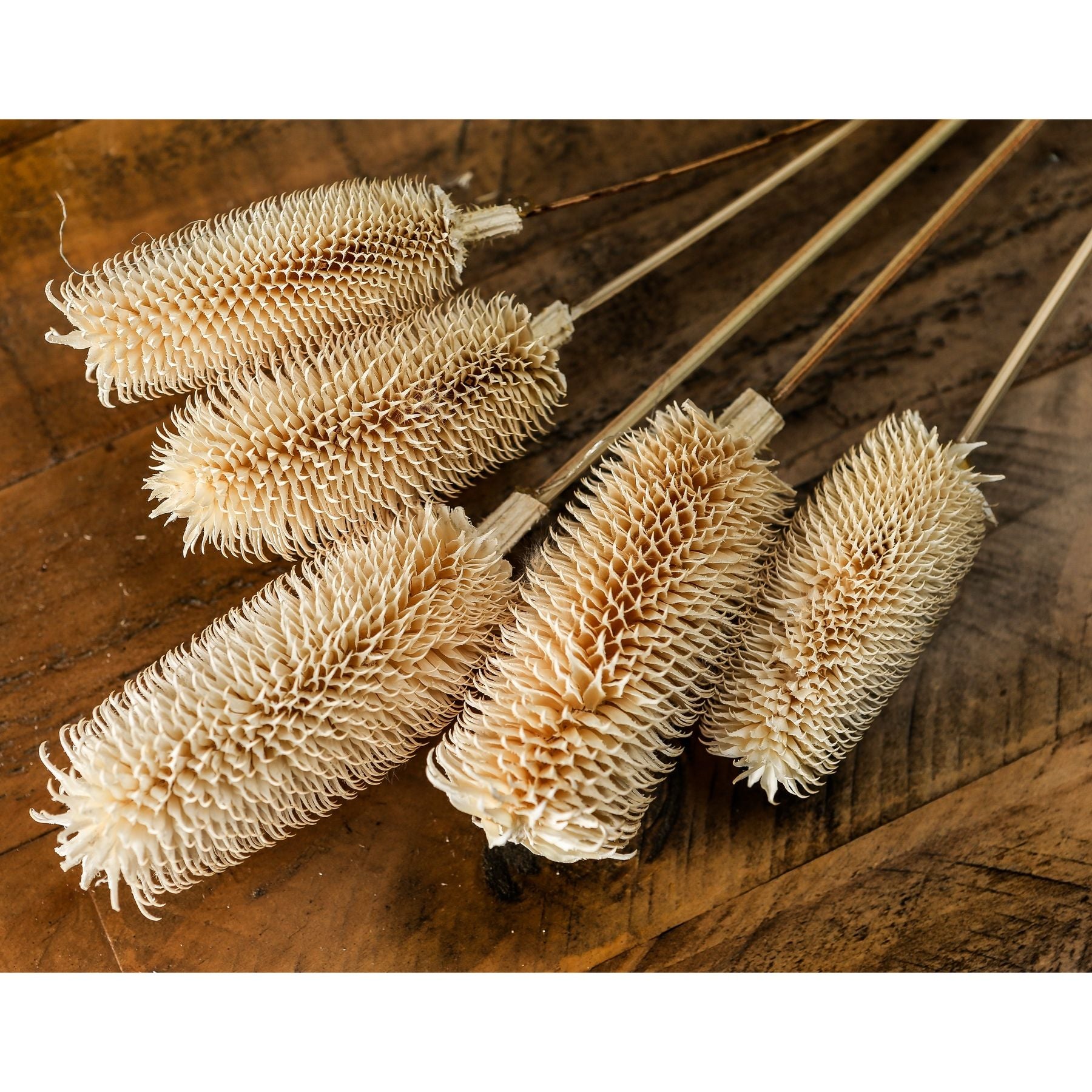 Bouquet Of Dried Tall Thistle - Dried Flowers from the Quanta Home collection.