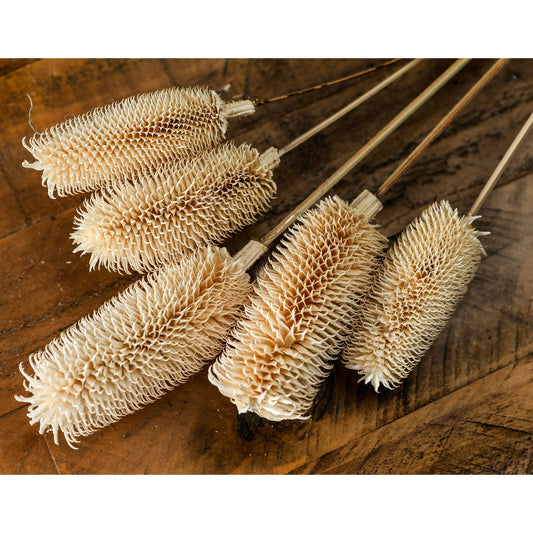 Bouquet Of Dried Tall Thistle - Dried Flowers from the Quanta Home collection.