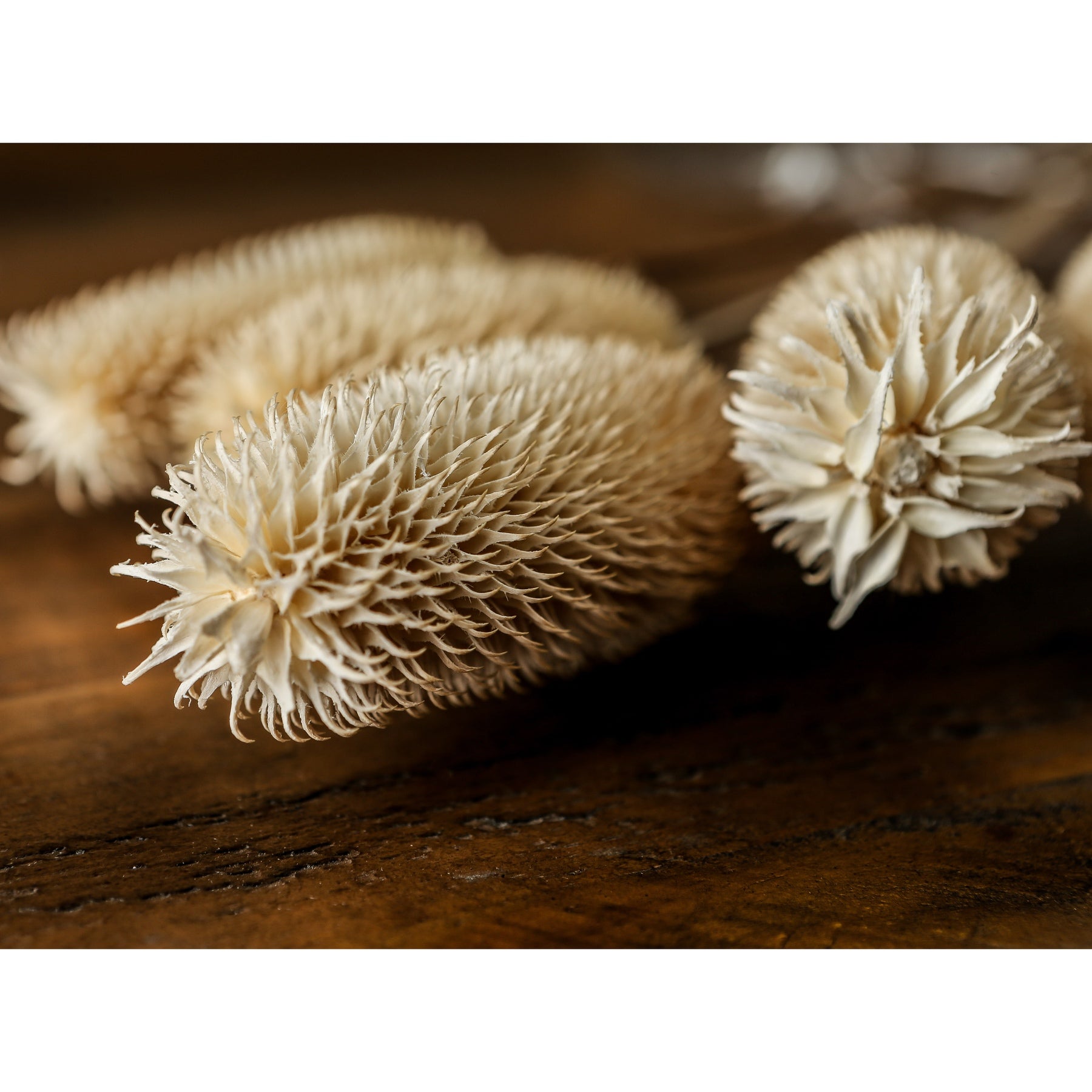 Bouquet Of Dried Tall Thistle - Dried Flowers from the Quanta Home collection.