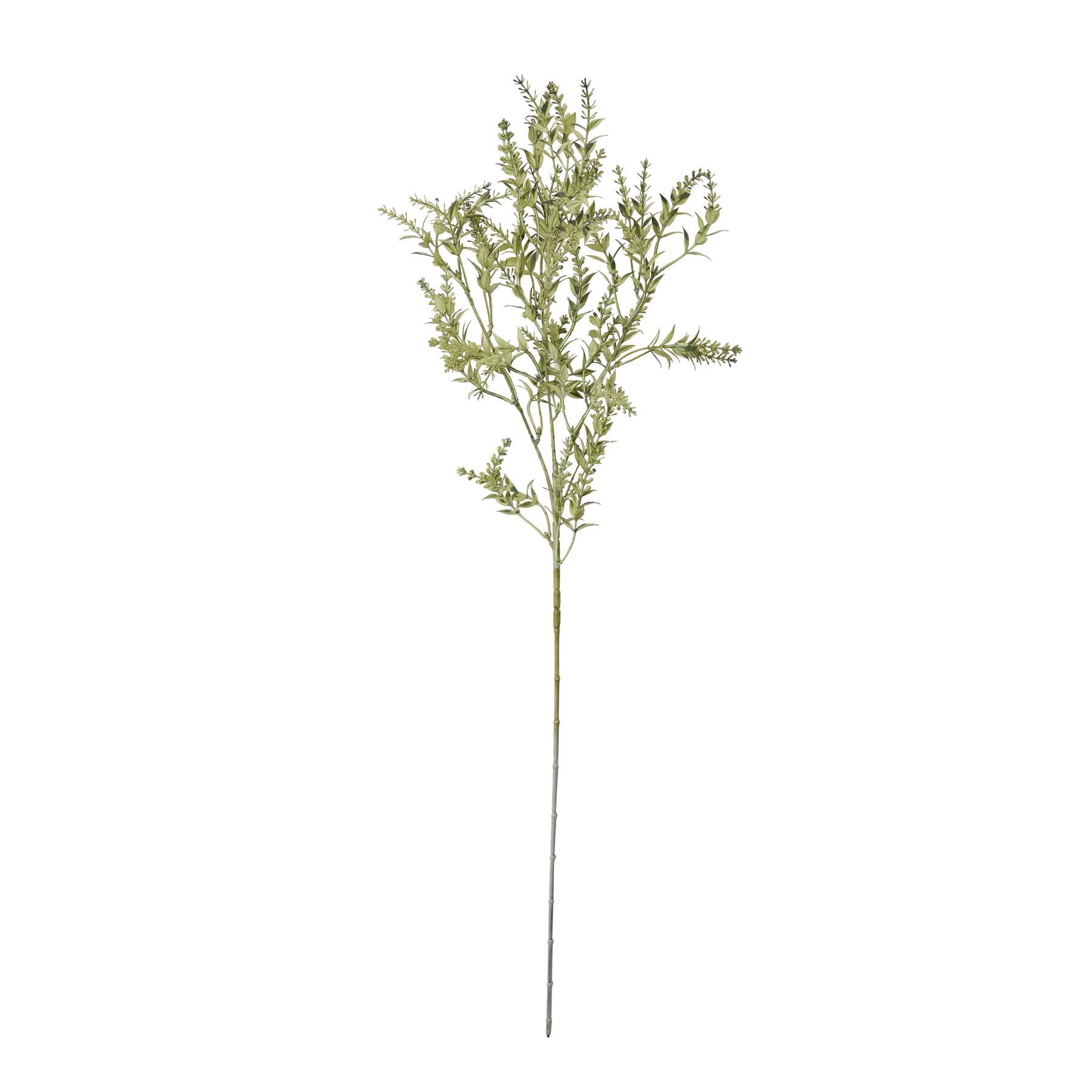 Green broom stem featuring delicate, flowing strands, ideal for enhancing floral arrangements with rustic elegance.
