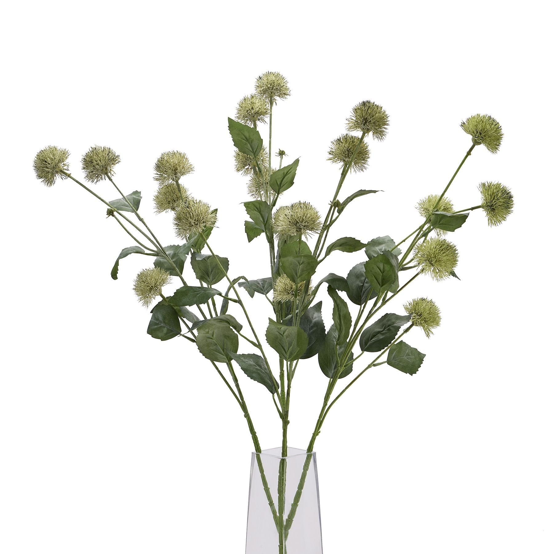 Green thistle globe stem showcasing textured spherical flower heads and lush leaves, perfect for elegant floral arrangements.