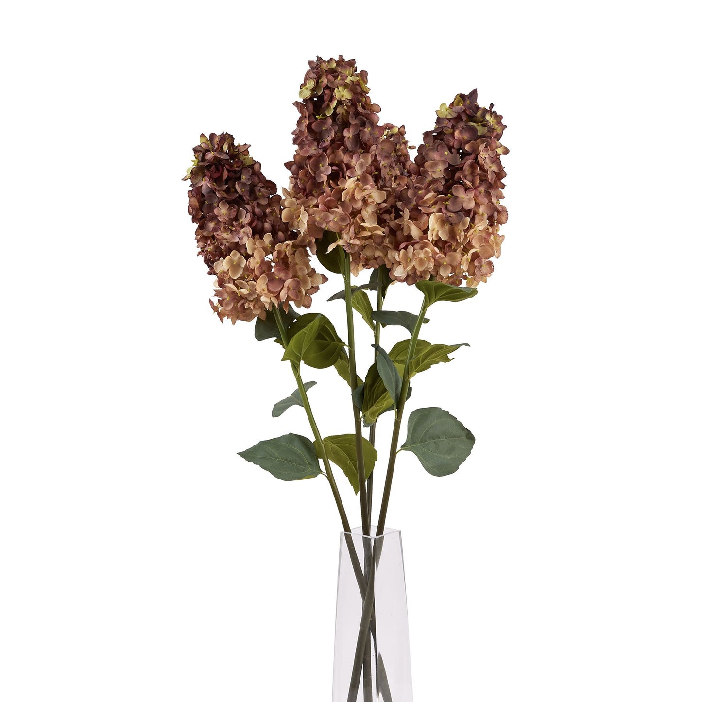 Deep burgundy hydrangea blooms with delicate detailing, complemented by green leaves in a clear vase, adding elegance to decor.
