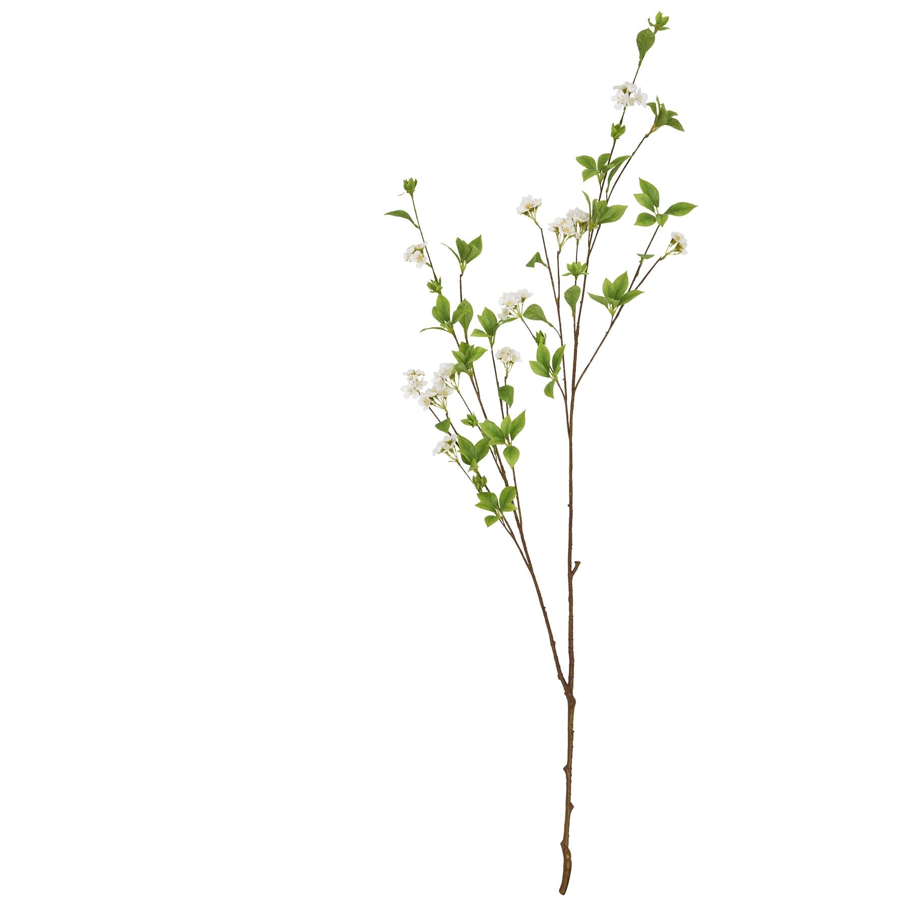 Tall mock orange spray with glossy green leaves and delicate white petals, perfect for elegant floral arrangements.