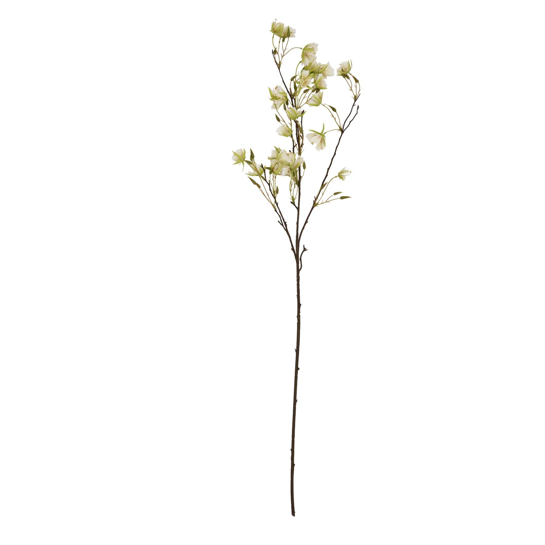 Elegant green Elaeocarpus stem featuring finely textured leaves and delicate blossoms, perfect for stylish indoor displays.
