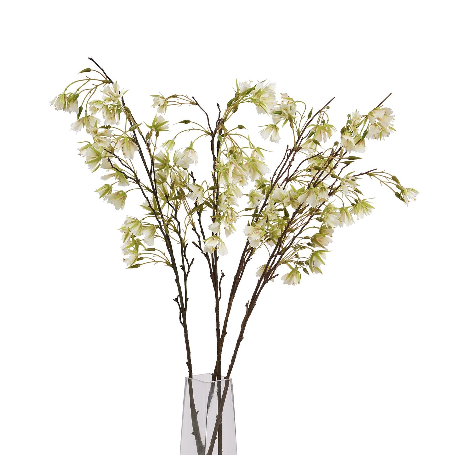 Elegant Elaeocarpus stem with finely textured green leaves and delicate white blossoms, perfect for any decor style.