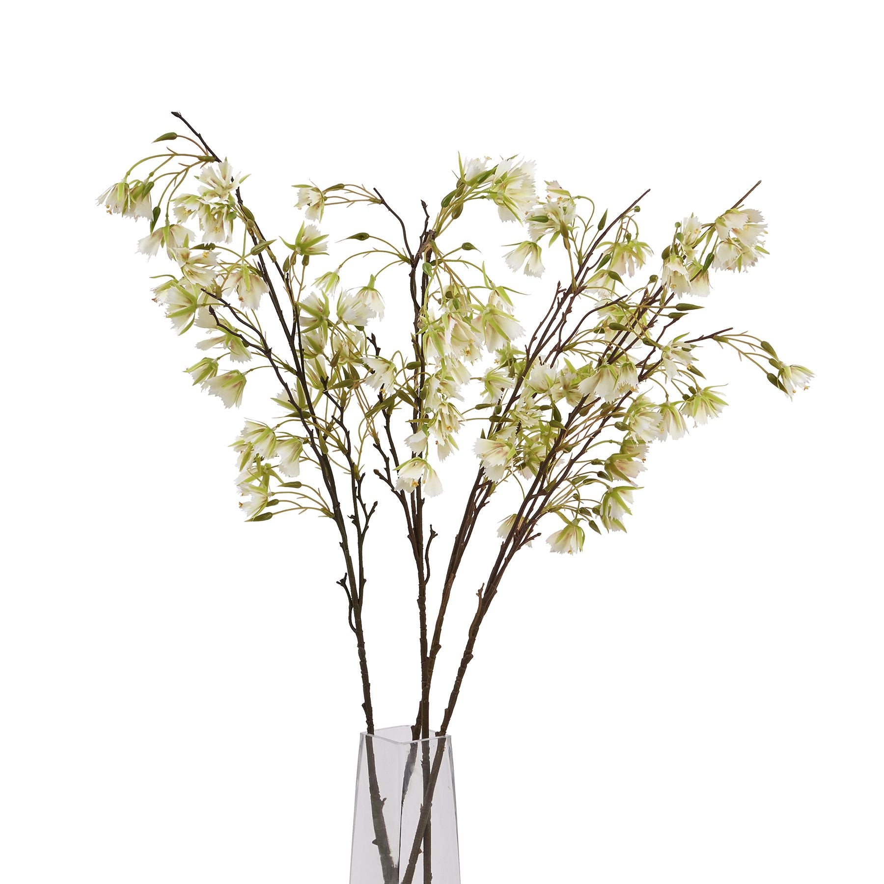 Elegant Elaeocarpus stem with finely textured green leaves and delicate white blossoms, perfect for any decor style.