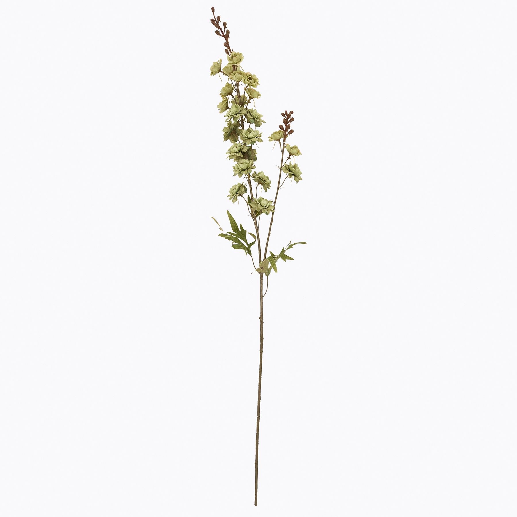 Tall green hops stem with delicate blooms and leaves, offering a minimalist design for elegant decor and floral arrangements.