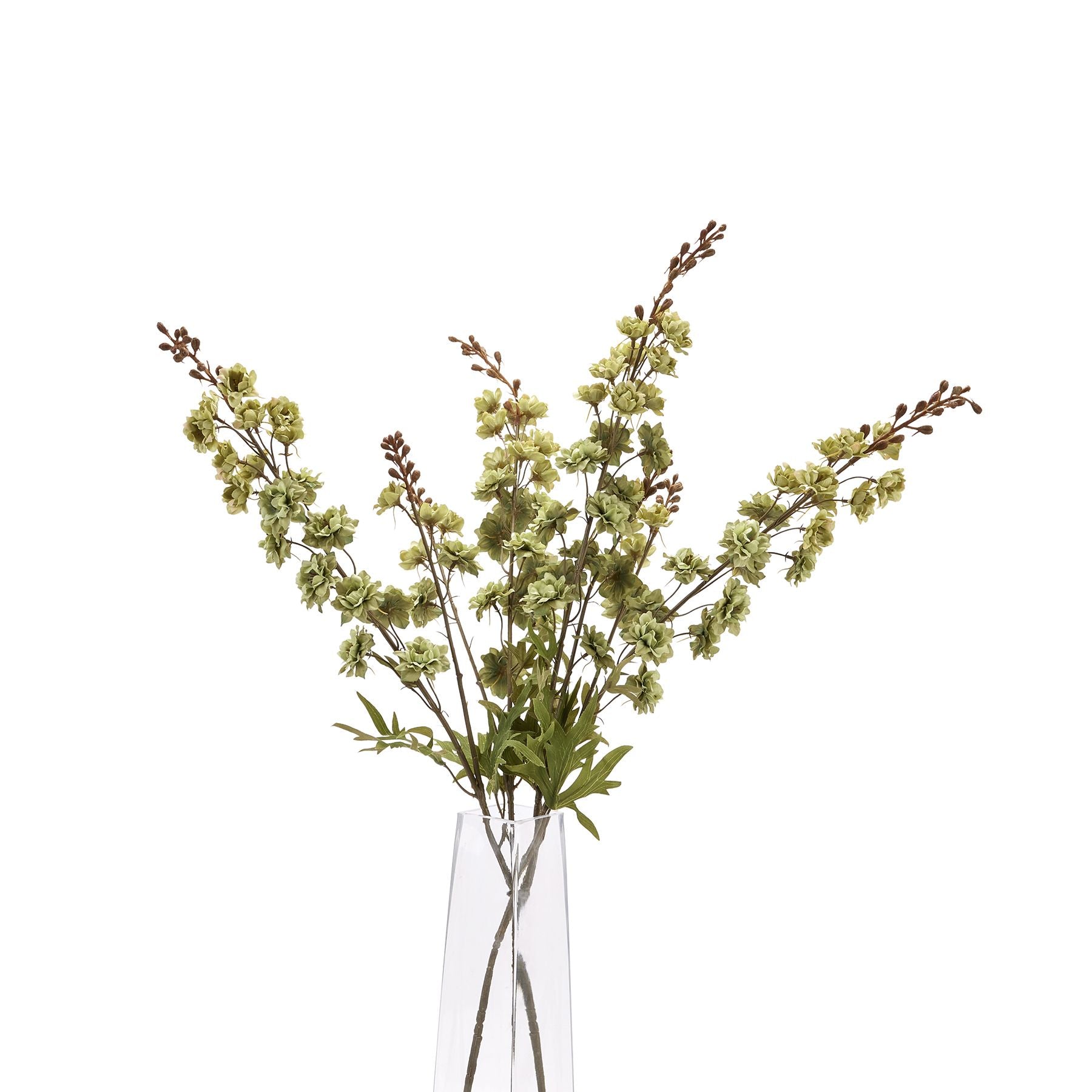 Tall green hops stem with delicate flowers and slender branches, adding a sophisticated touch to contemporary decor.