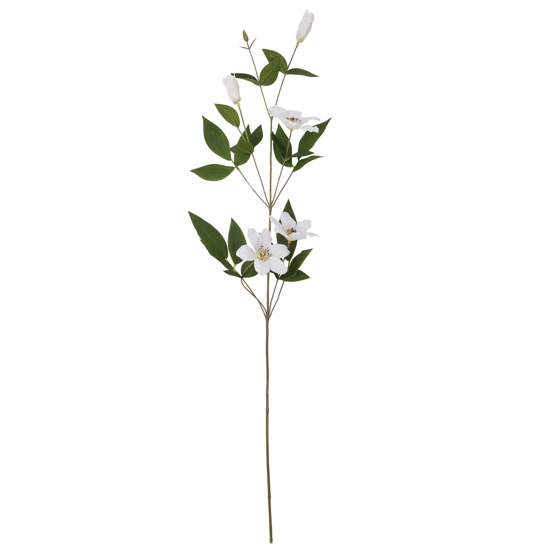 White Florida Clematis stem with delicate blossoms and lush green leaves, offering a timeless, elegant touch for decor.