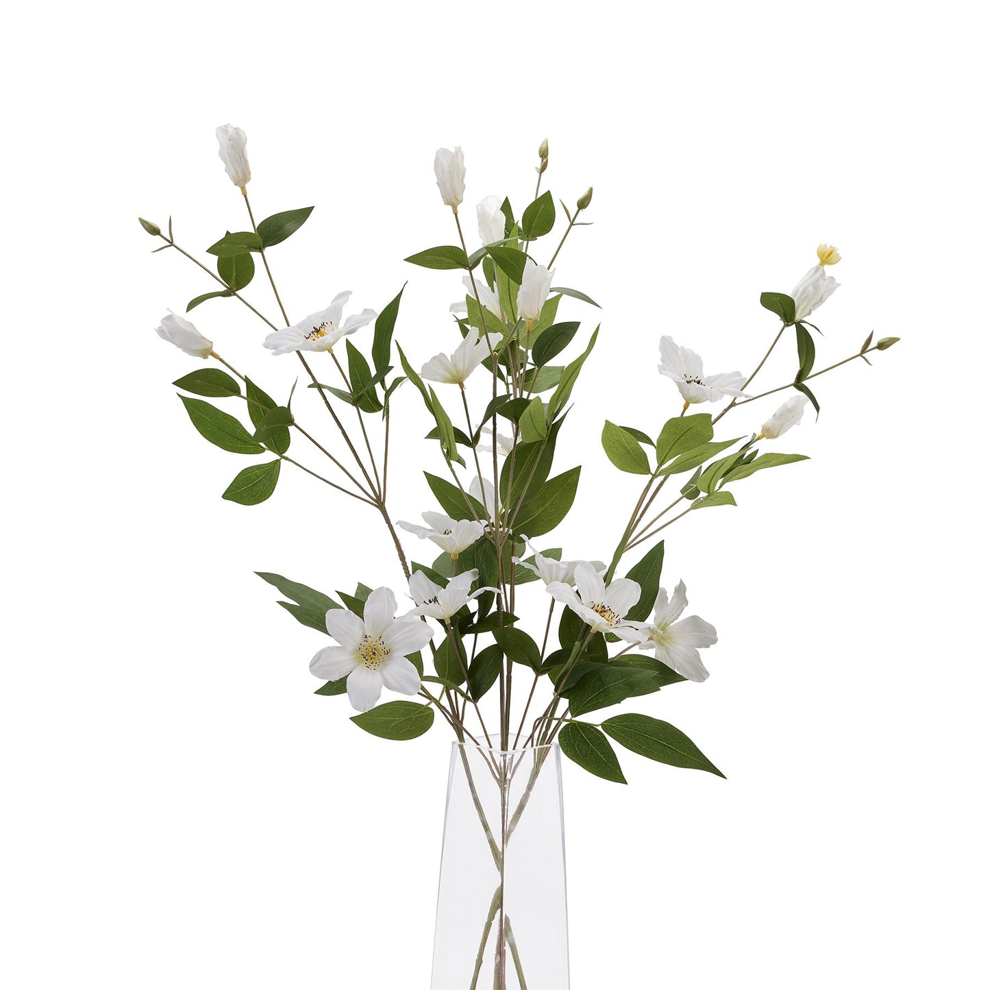White Florida Clematis stem featuring delicate blossoms and lush green leaves, arranged elegantly in a clear vase.