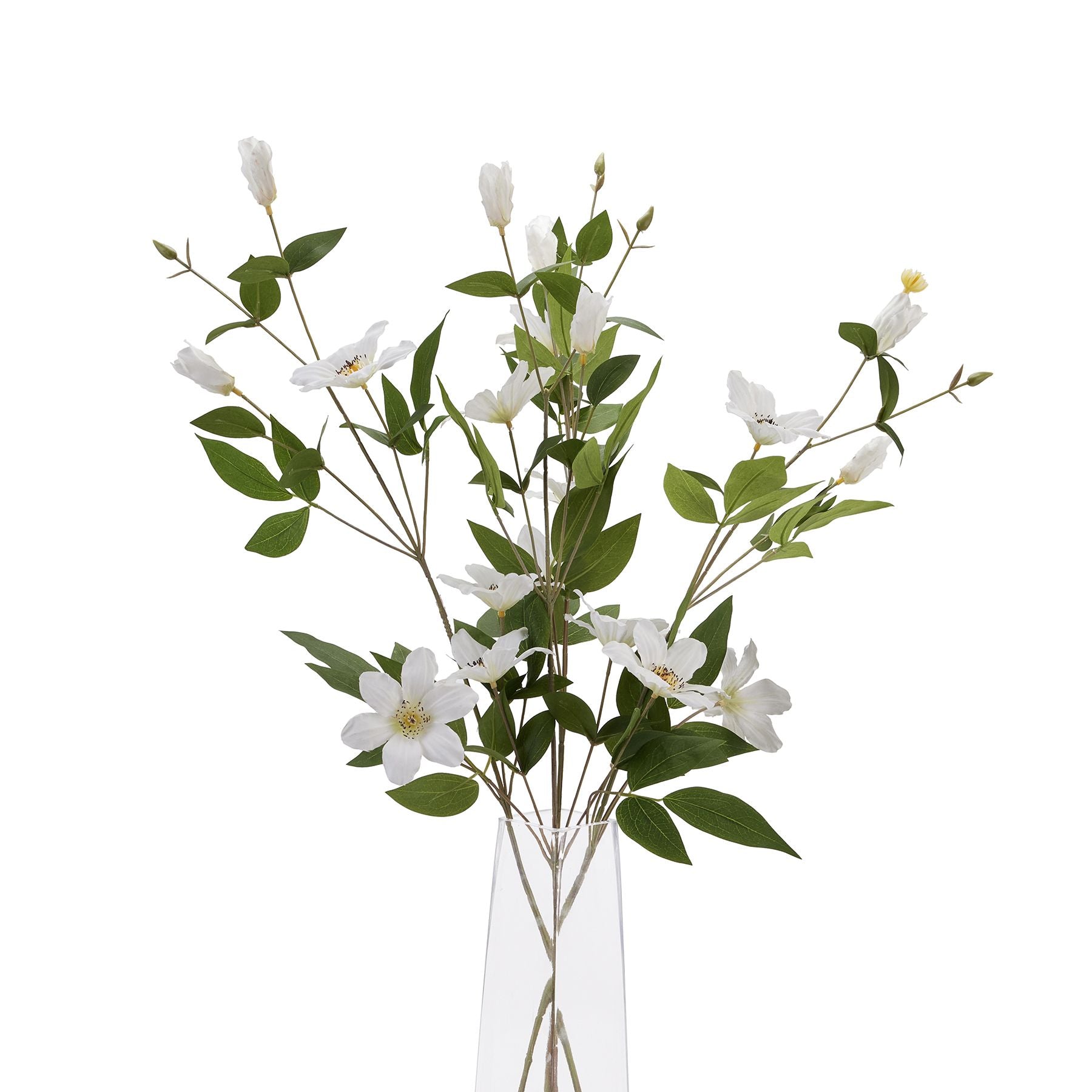 White Florida Clematis stem featuring delicate blossoms and lush green leaves, arranged elegantly in a clear vase.