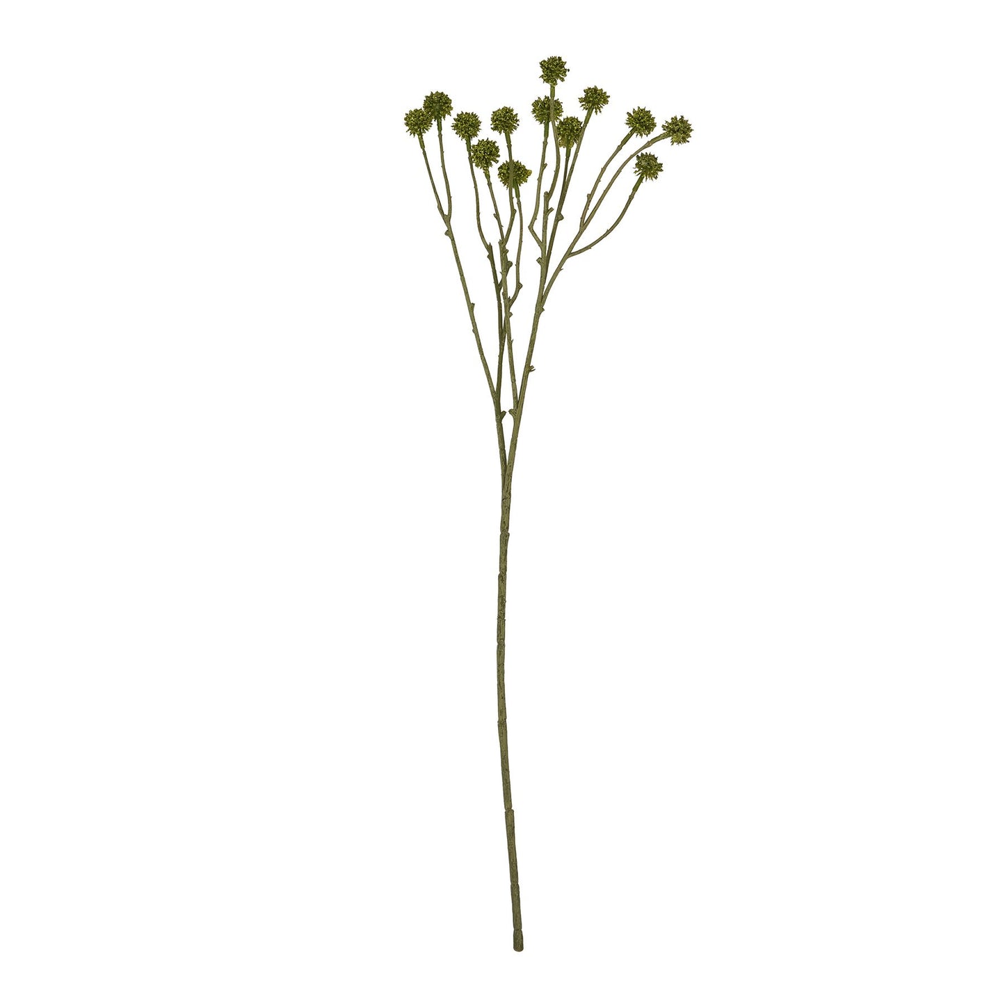 Green Craspedia Stem featuring structured, spherical sage-green blooms on a long, slender stem, perfect for modern floral arrangements.