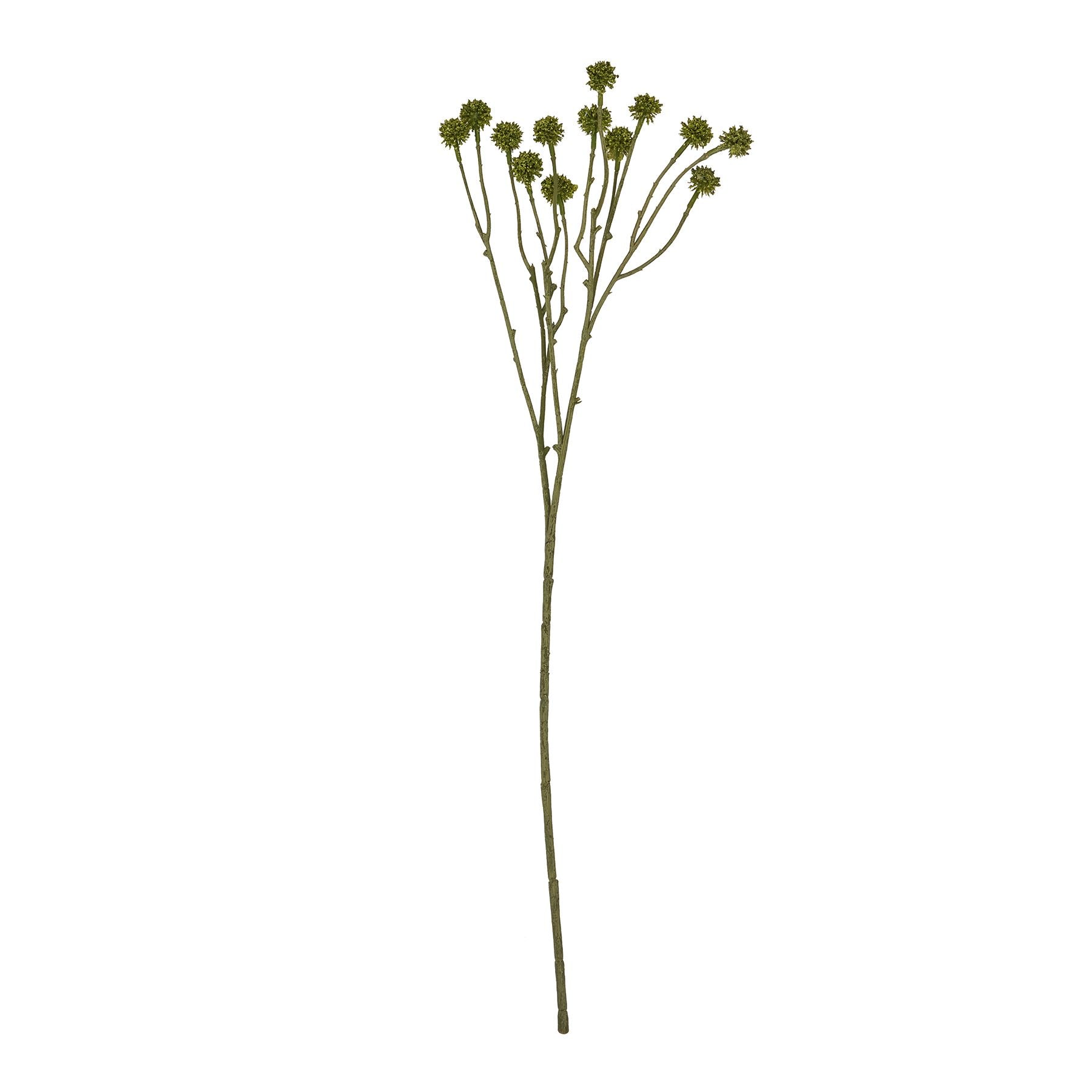Green Craspedia Stem featuring structured, spherical sage-green blooms on a long, slender stem, perfect for modern floral arrangements.
