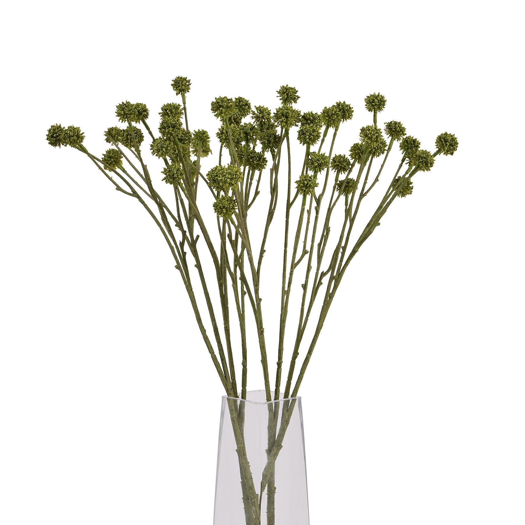 Sleek green Craspedia stem with spherical blooms atop slender branches, adding modern elegance to any floral arrangement.