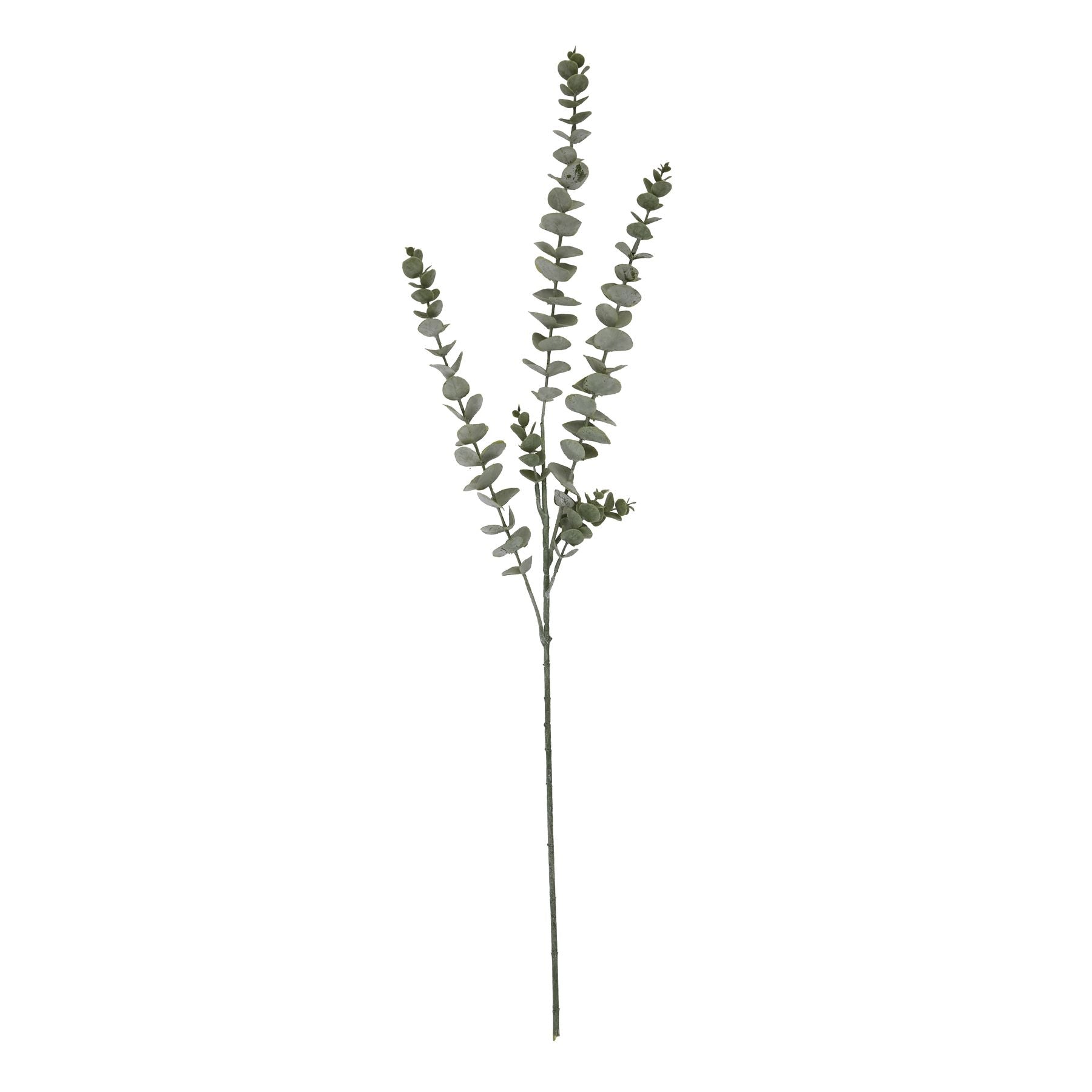 Elegant blue eucalyptus stem featuring silver-tinted foliage and meticulously crafted leaves, perfect for sophisticated décor.