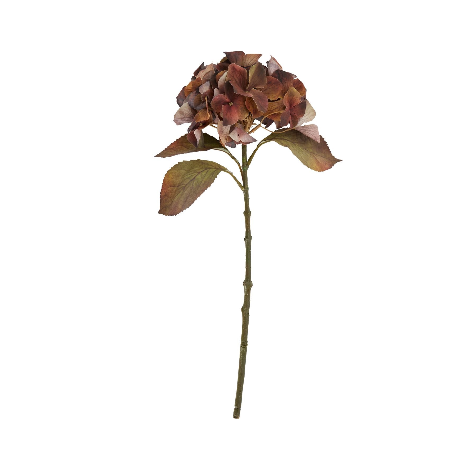 Single stem hydrangea in rich autumn browns, featuring deep amber and russet hues; lush blooms and green leaves on a slender stem.
