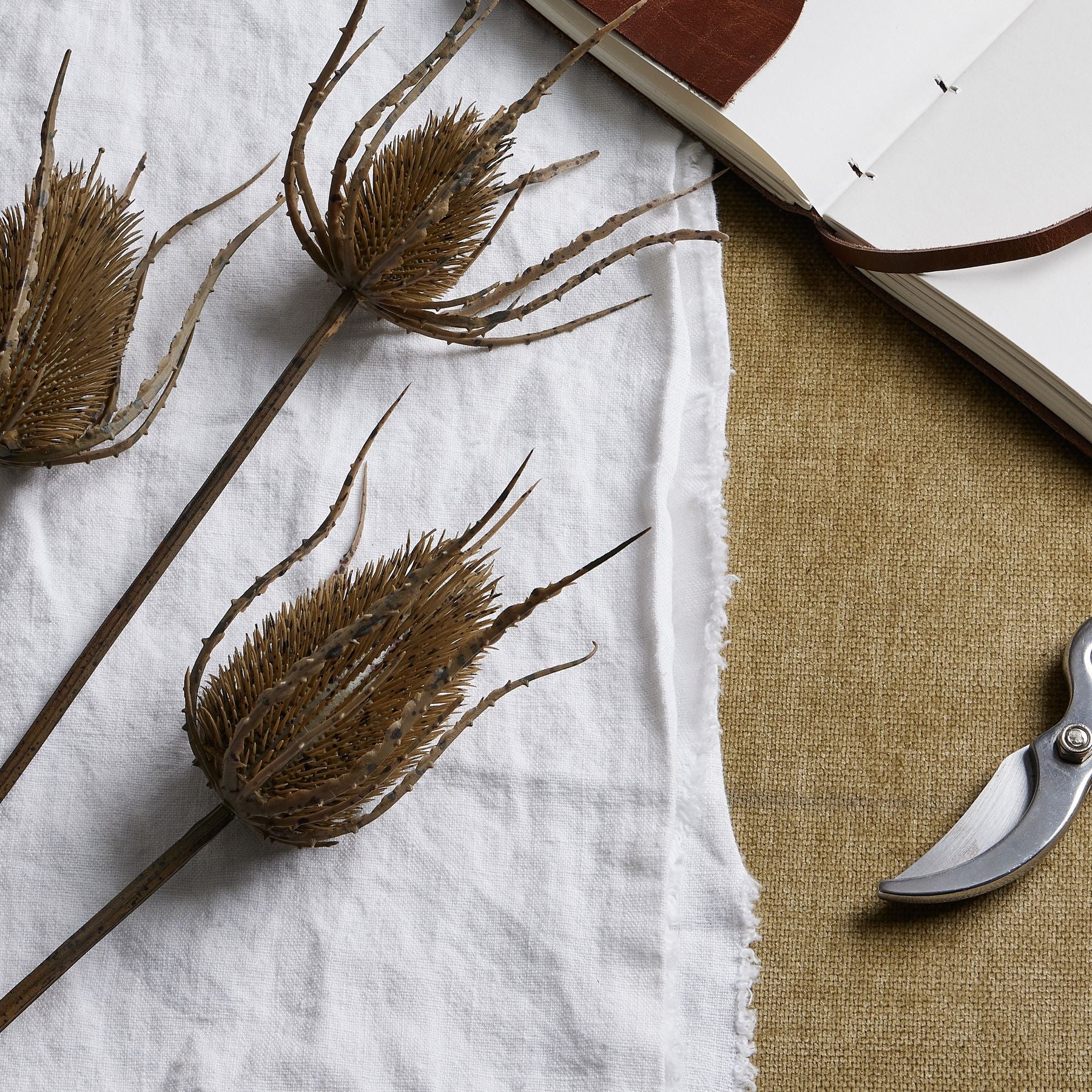Large brown triple teasle stem featuring intricate, textured seed heads, set against a white fabric background.