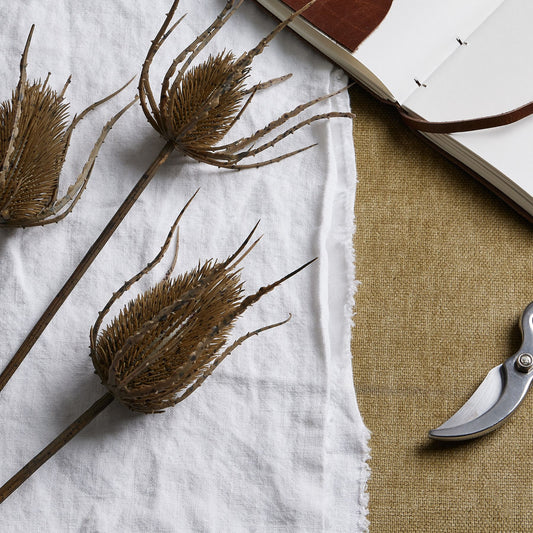 Large brown triple teasle stem featuring intricate, textured seed heads, set against a white fabric background.