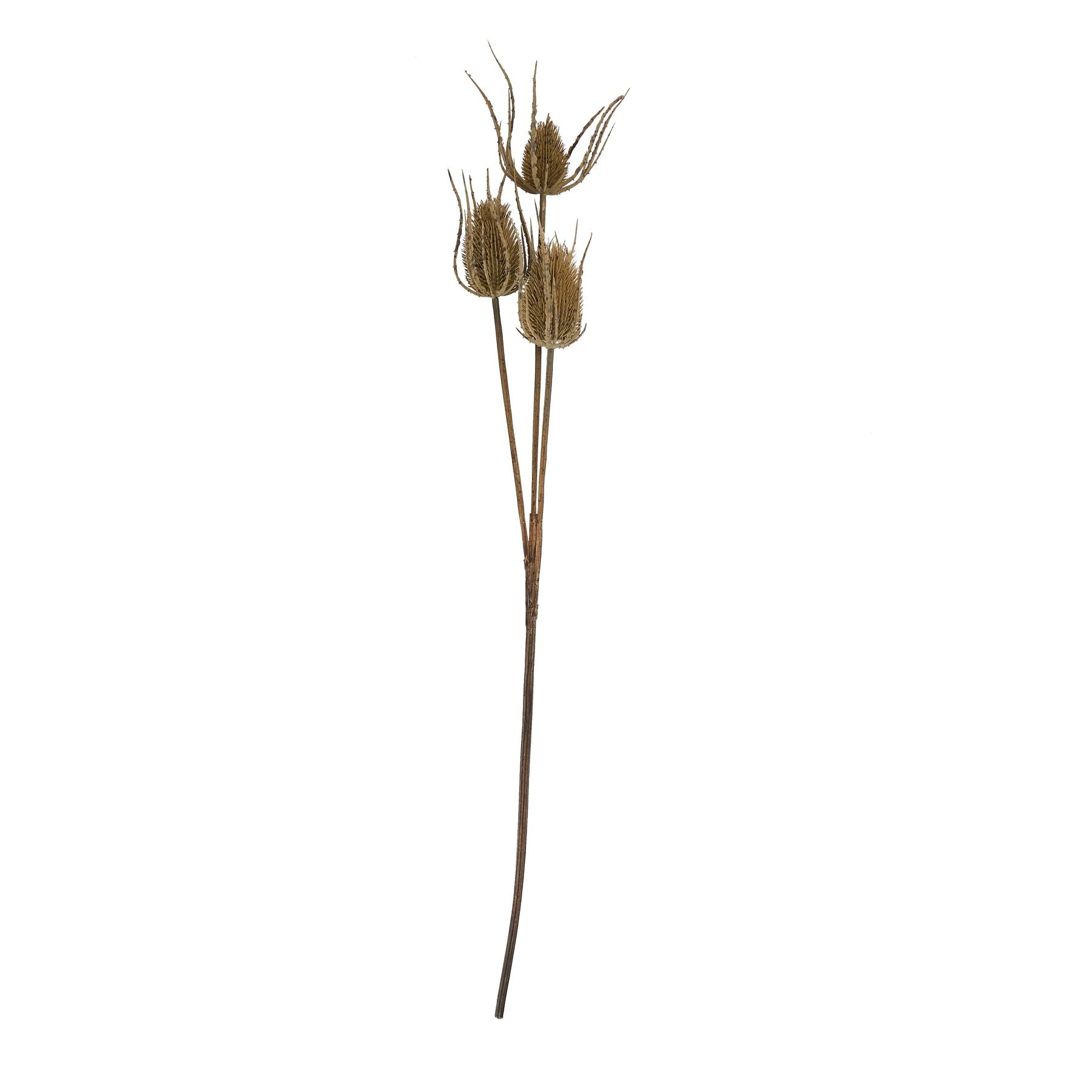 Large brown triple teasle stem featuring three intricately detailed seed heads on a slender, natural-toned stem.