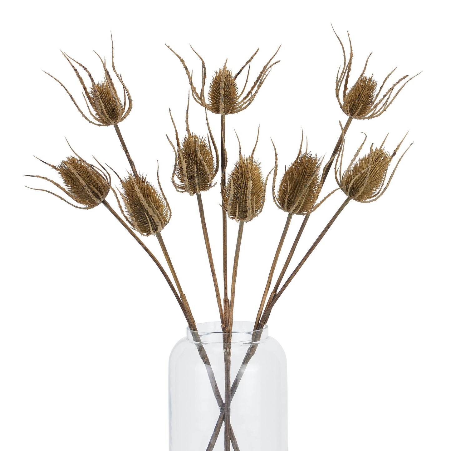 Large brown teasle stems with intricate seed heads, elegantly arranged in a clear vase, bringing natural beauty to any space.
