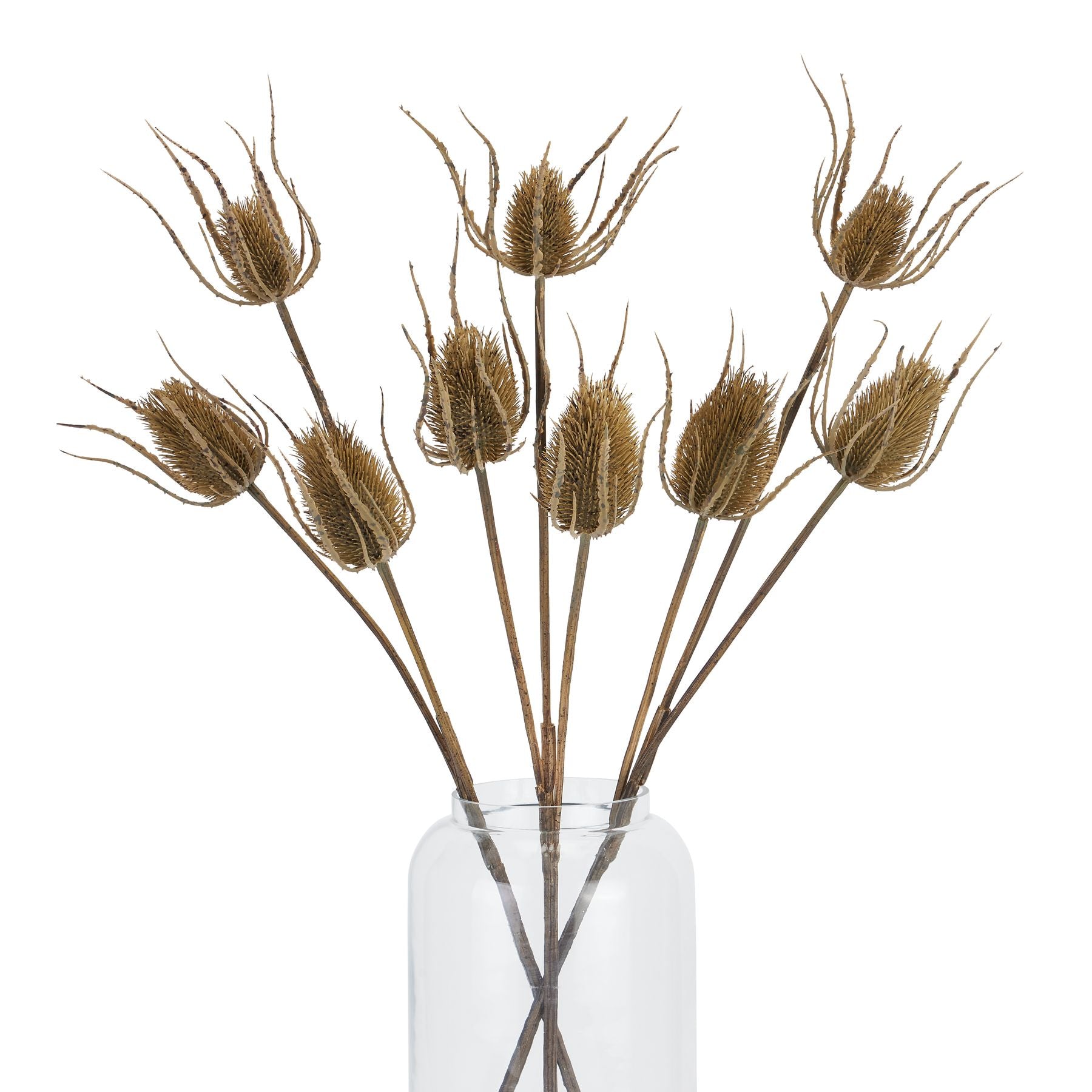 Large brown teasle stems with intricate seed heads, elegantly arranged in a clear vase, bringing natural beauty to any space.