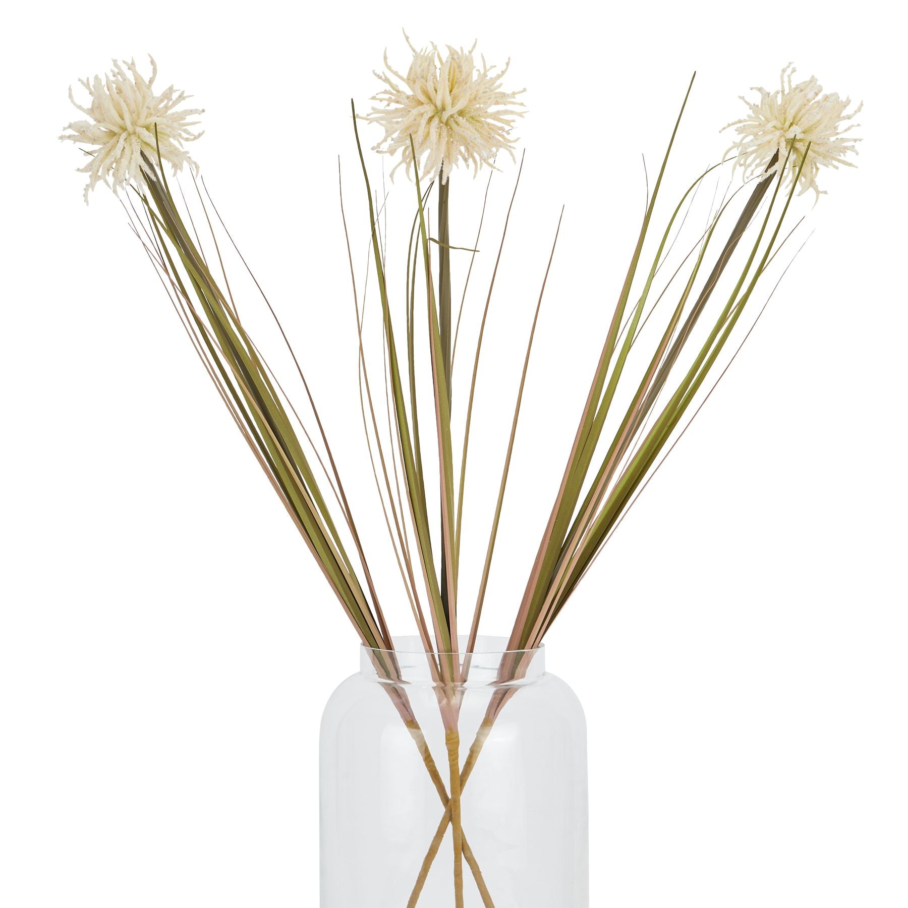 Cream Aster Spider Chrysanthemum with intricate layered petals and green stems, arranged in a clear vase for elegant decor.
