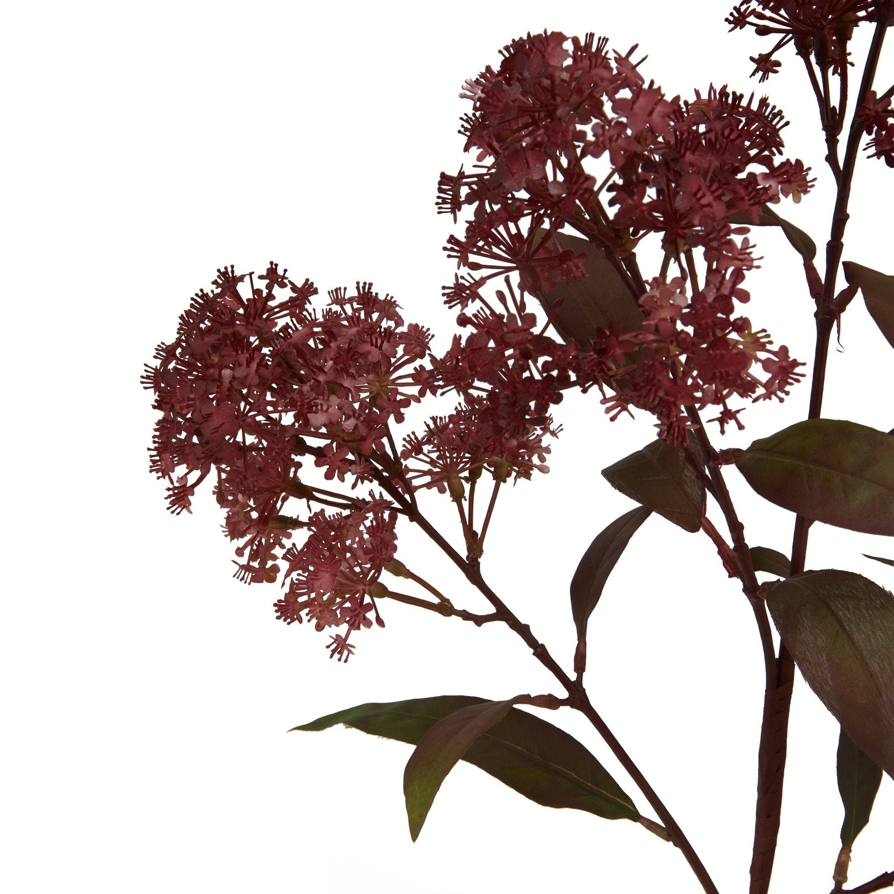 Burgundy smokebush stem featuring delicate, hazy flowers and dark green leaves, creating an elegant, luxurious centerpiece.