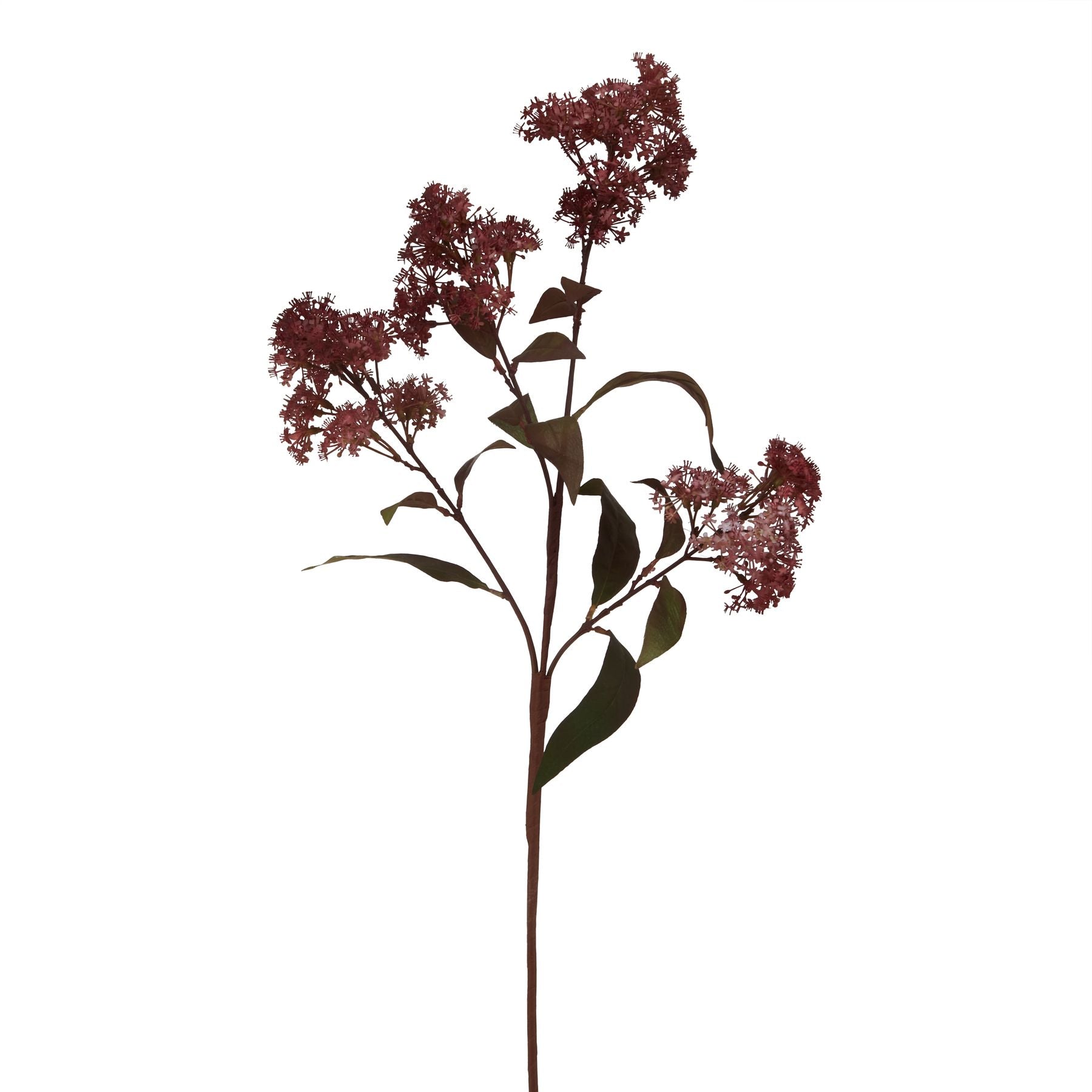 Deep burgundy smokebush stem with delicate, smoky blooms and rich green leaves, adding elegant sophistication to arrangements.