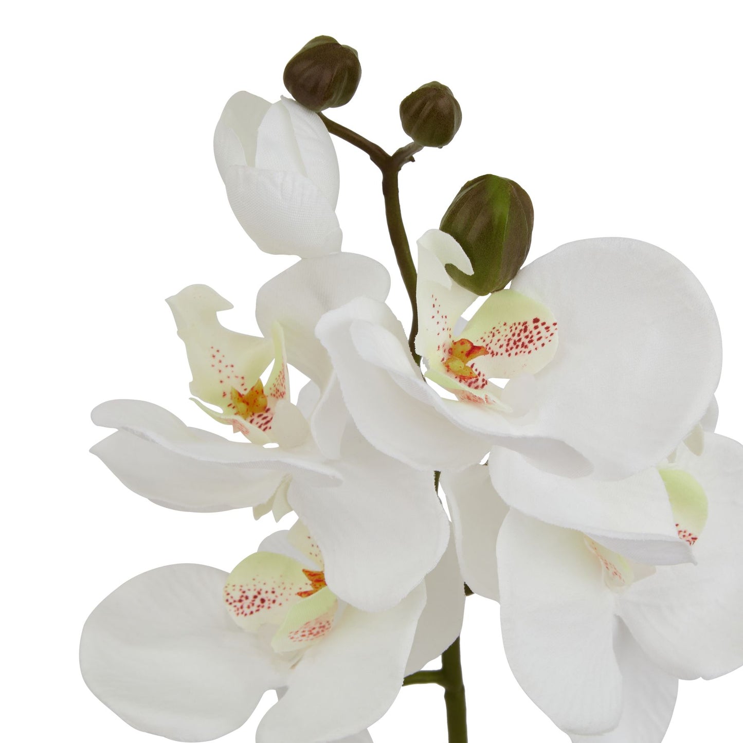 Realistic white butterfly orchid stem with delicate petals and subtle red speckles, ideal for elegant decor.
