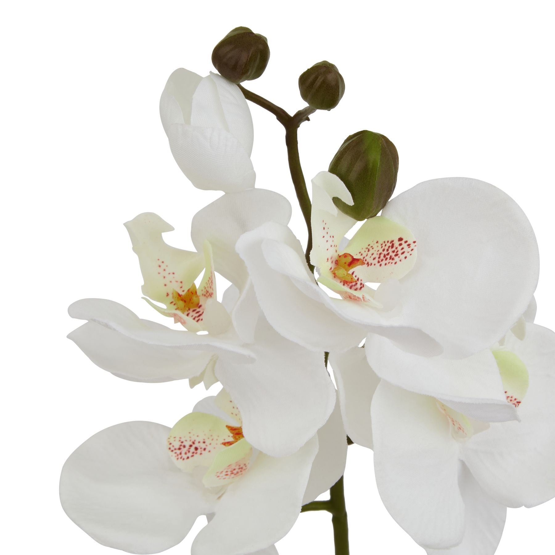 Realistic white butterfly orchid stem with delicate petals and subtle red speckles, ideal for elegant decor.