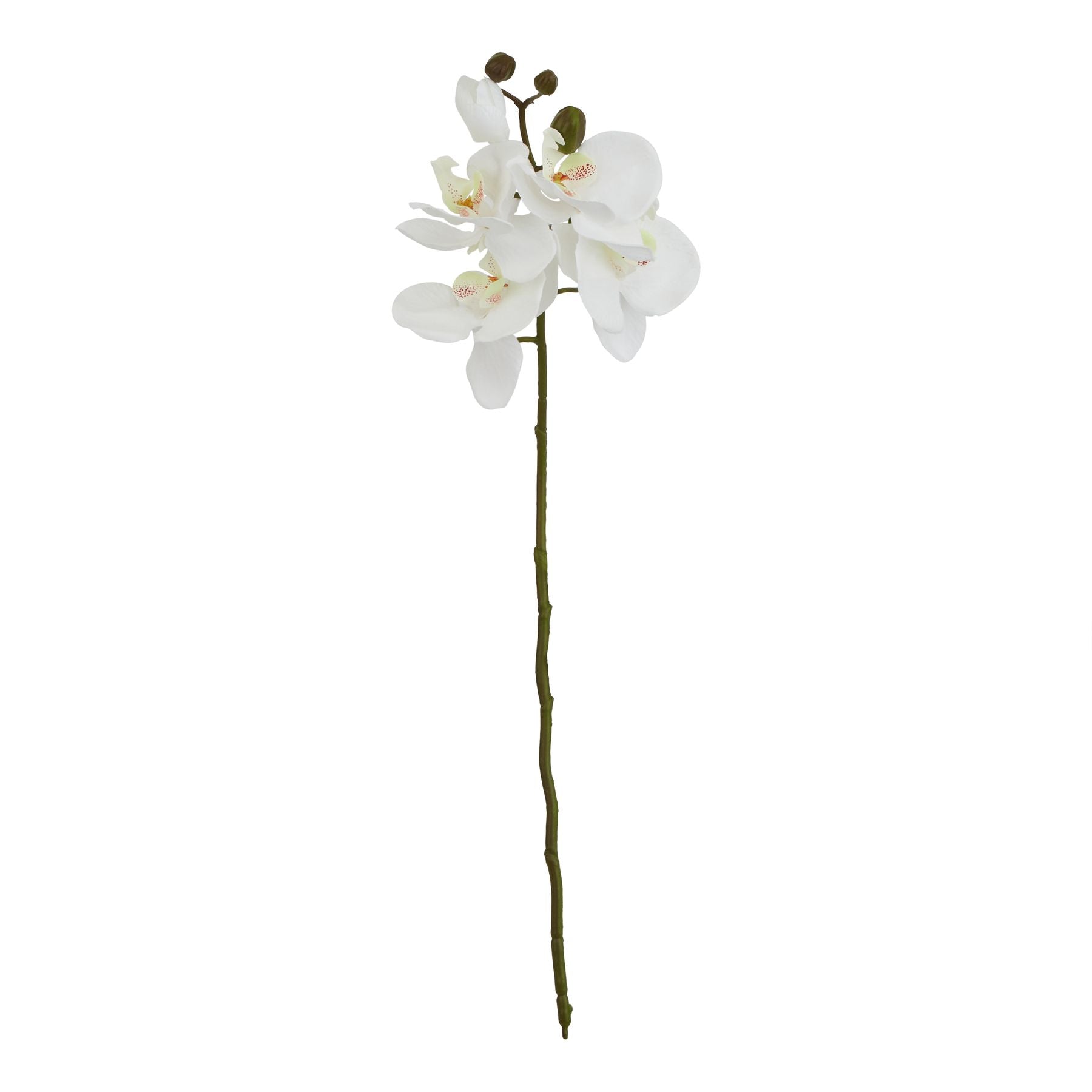 Pristine white butterfly orchid stem with delicate petals and a slender green stem, ideal for elegant decor.