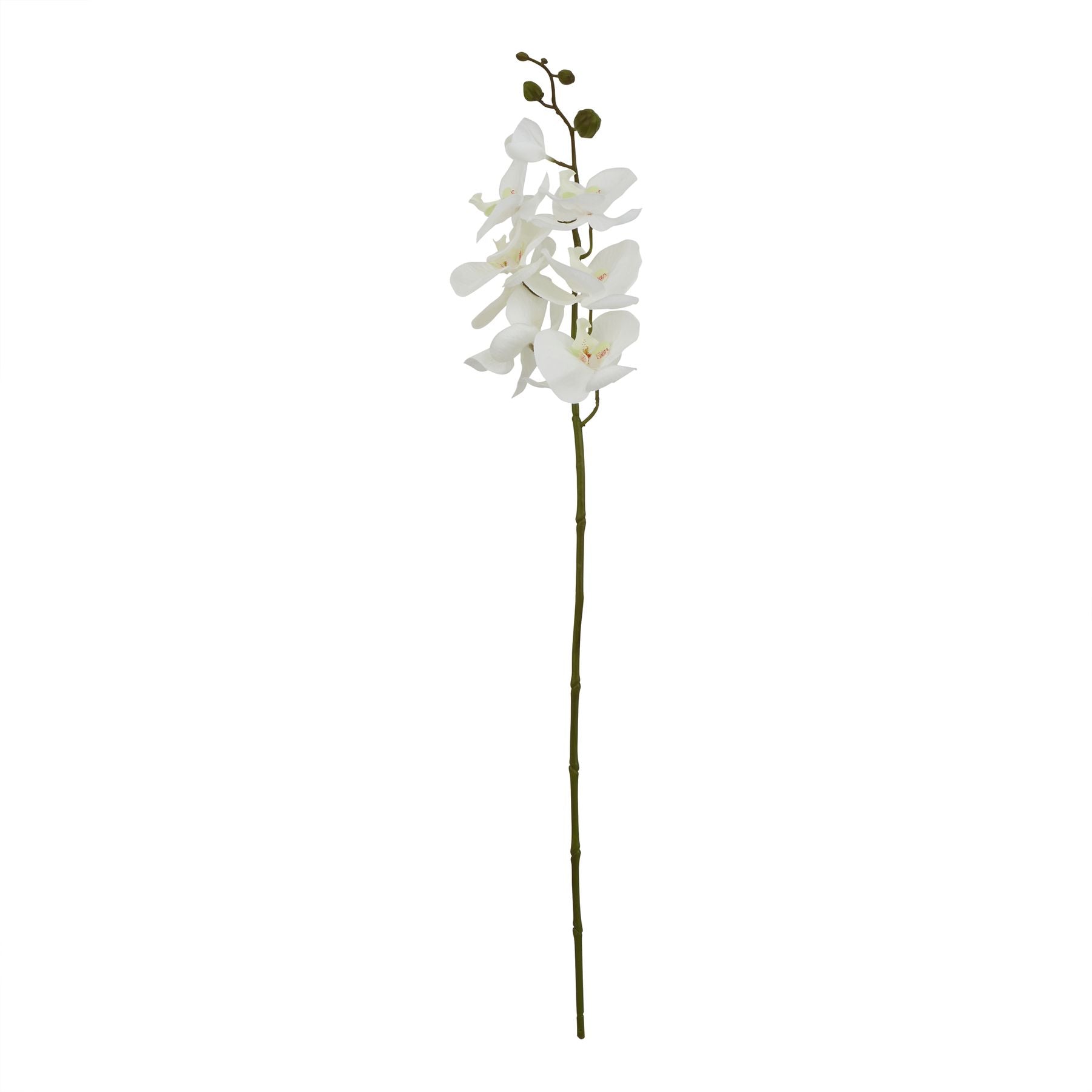 Large white butterfly orchid stem with elegantly crafted petals, showcasing delicate translucency and subtle veining on a slender green stem.