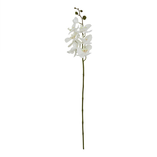 Large white butterfly orchid stem with elegantly crafted petals, showcasing delicate translucency and subtle veining on a slender green stem.